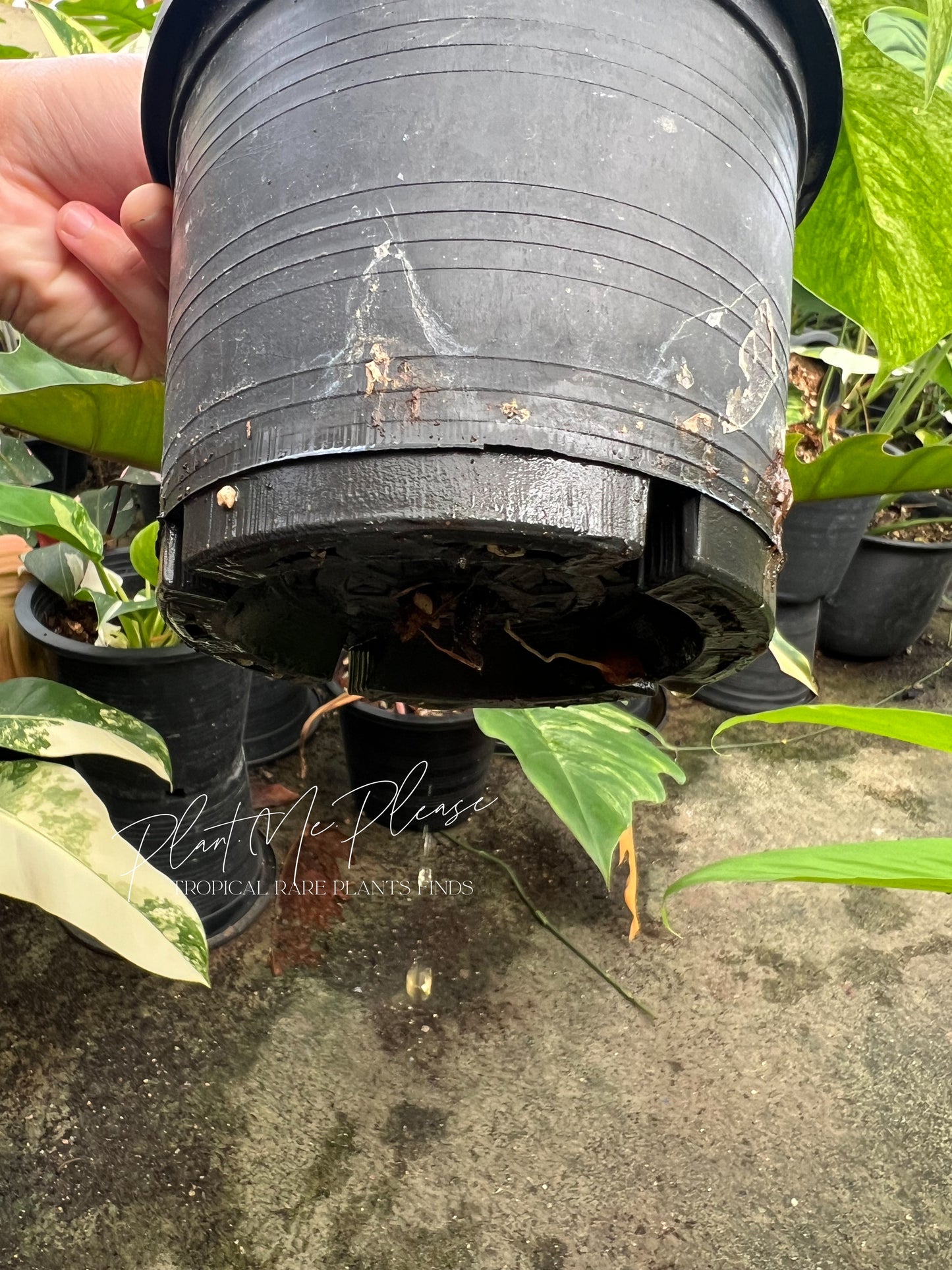 Monstera Mint Variegated