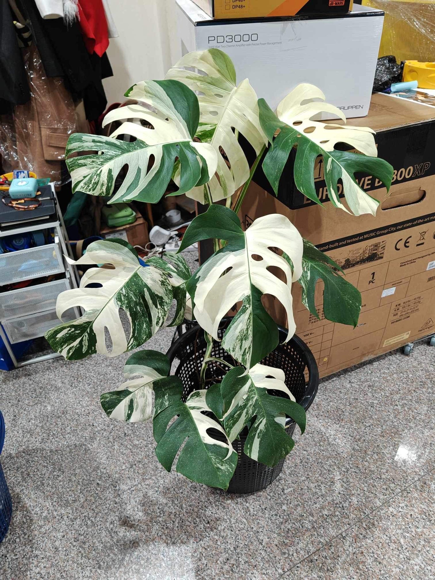 Monstera Borsigiana Albo Variegated