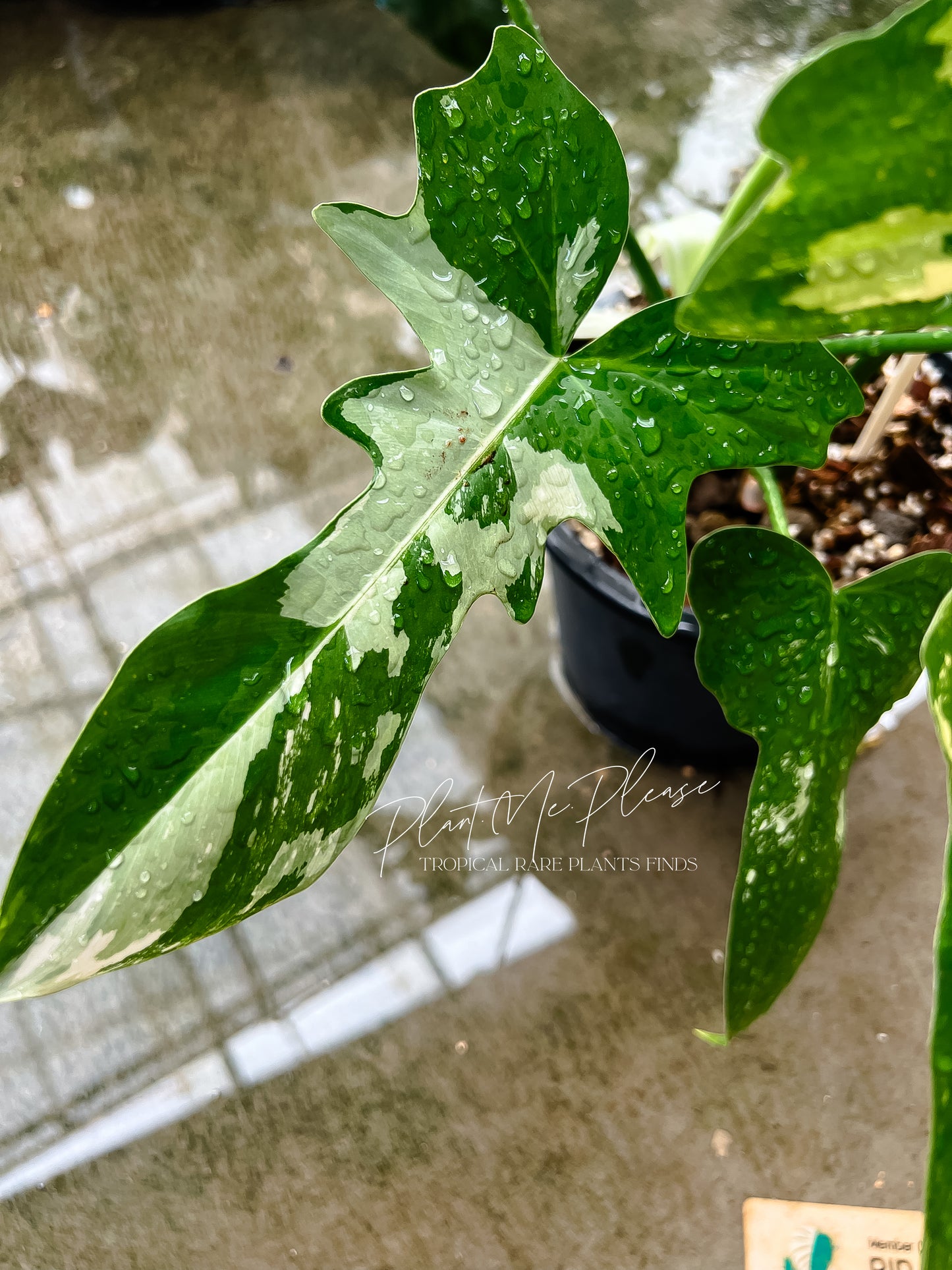 Philodendron Golden Dragon Variegated