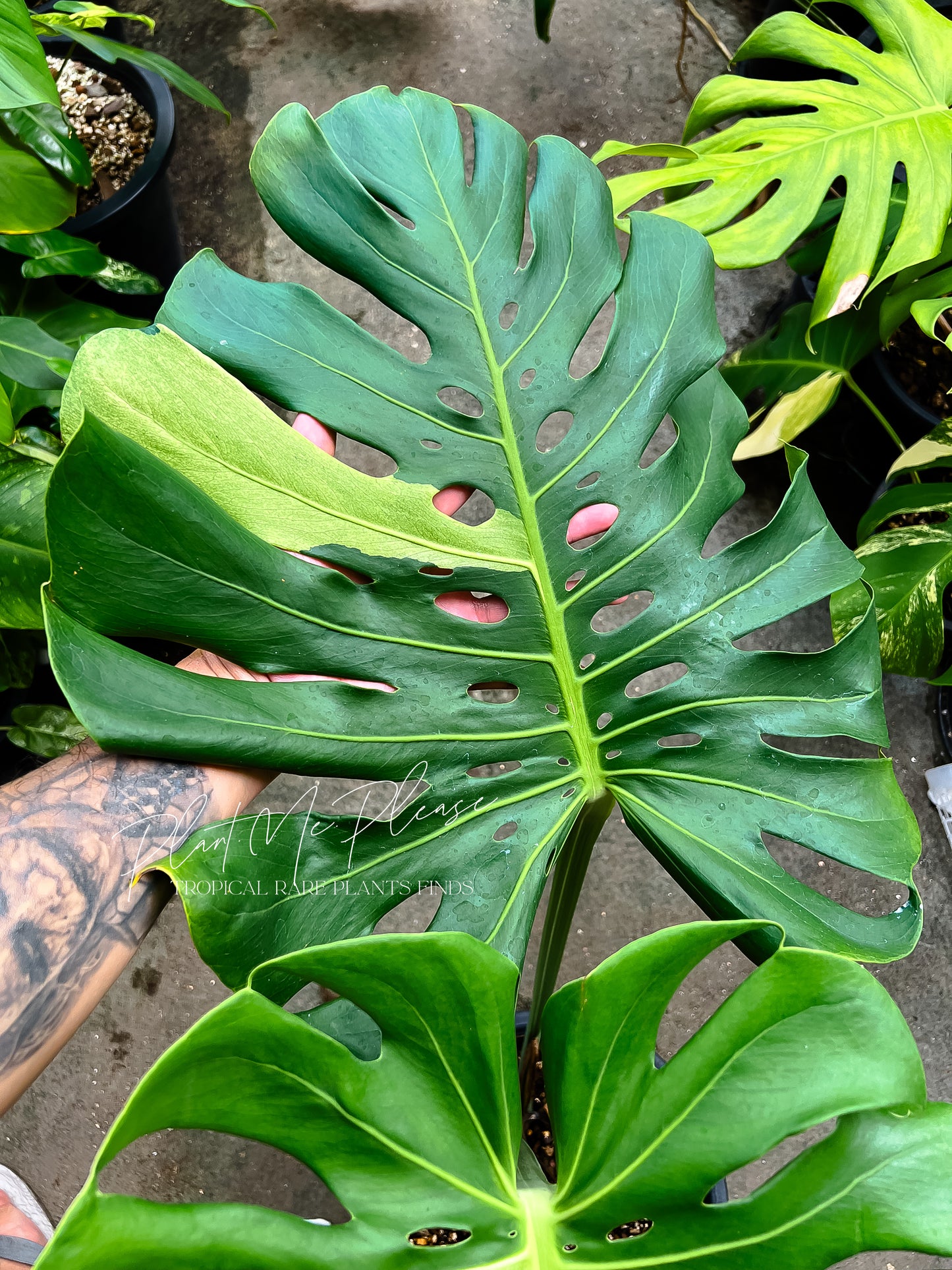 Monstera Deliciosa Mint White Tears