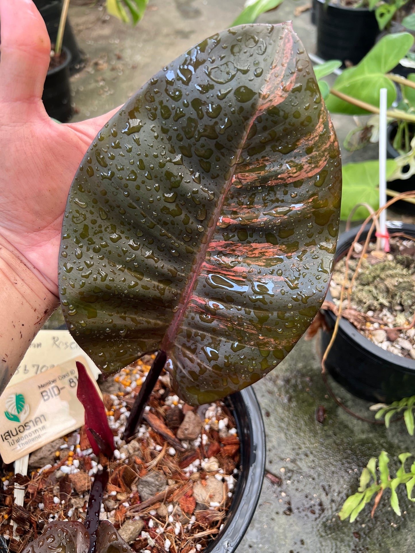 Philodendron Black Cardinal Variegated no.01