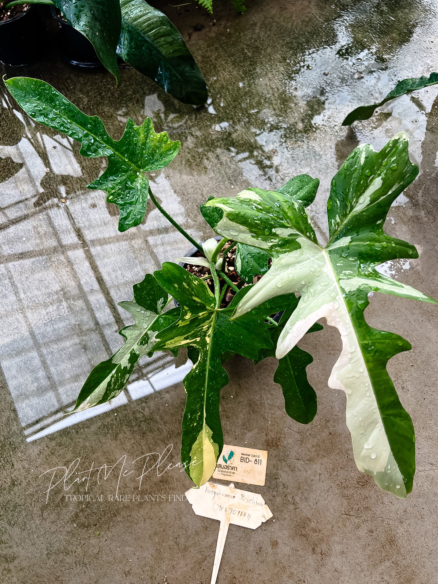 Philodendron Golden Dragon Variegated