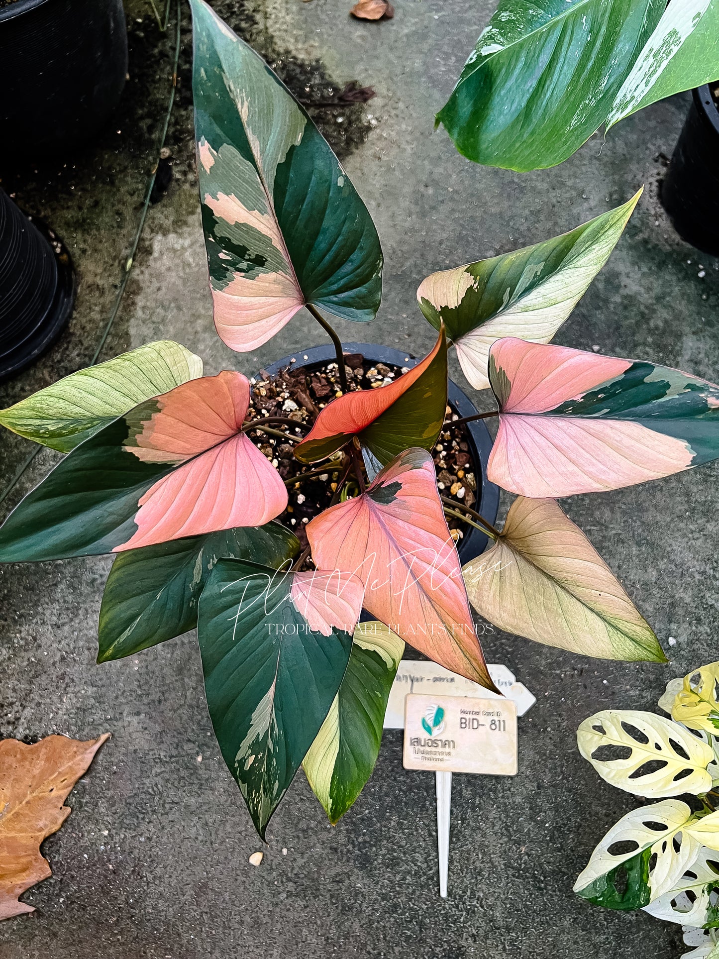 Homalomena Pink Diamond Variegated
