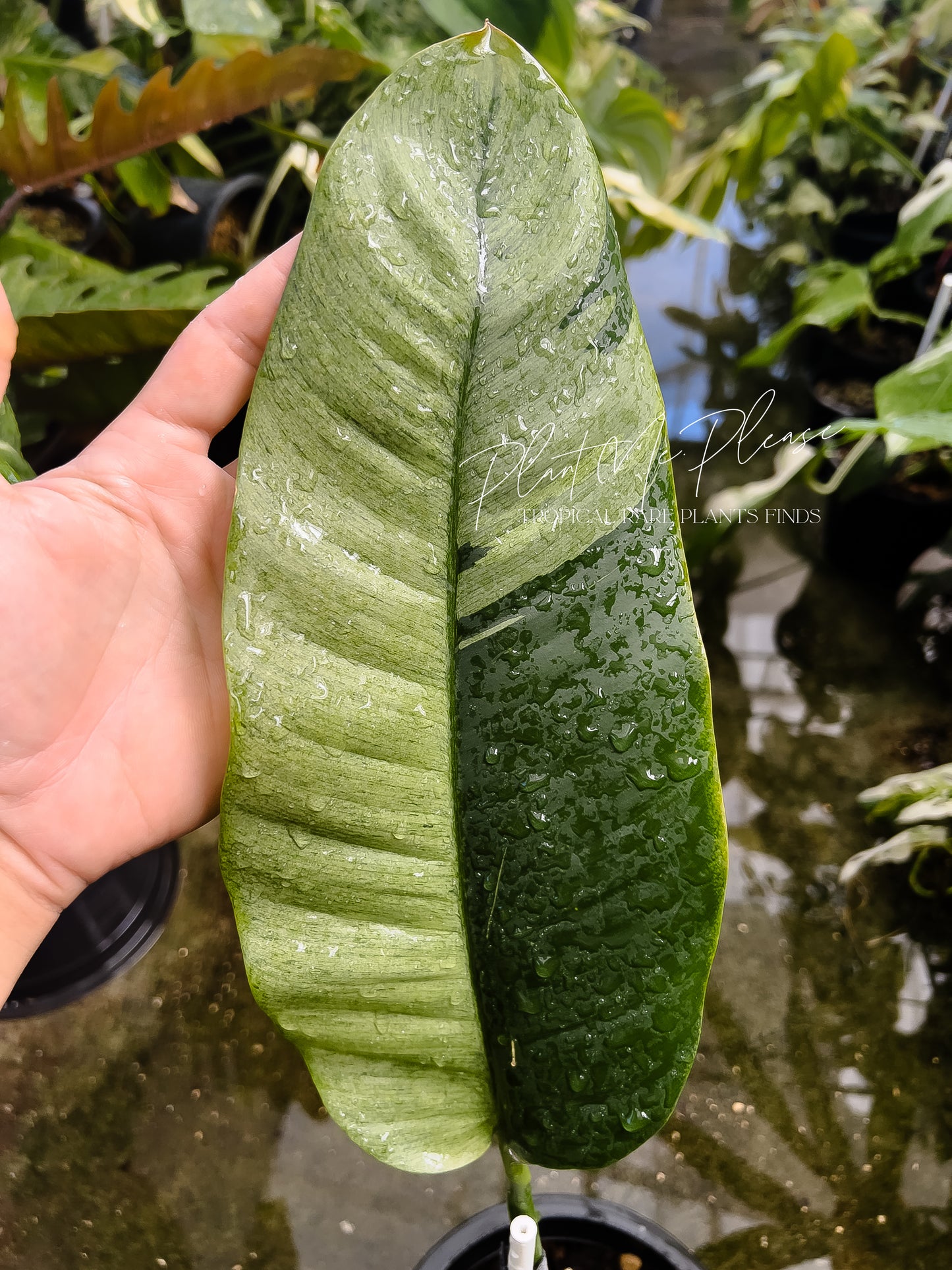 Rare Epipremnum Gigateum Mint Variegated