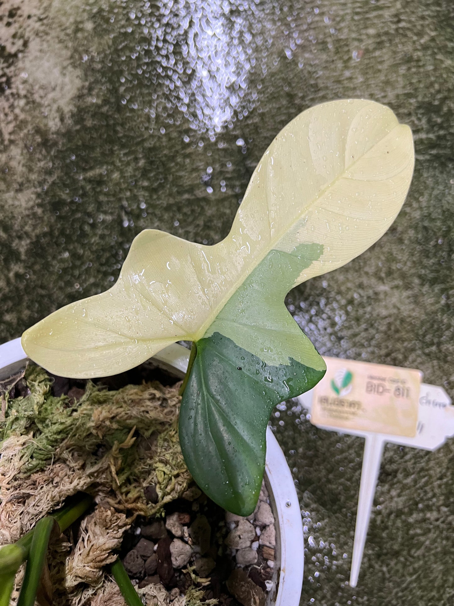 Philodendron Bipennifolium Variegated - Violin variegated
