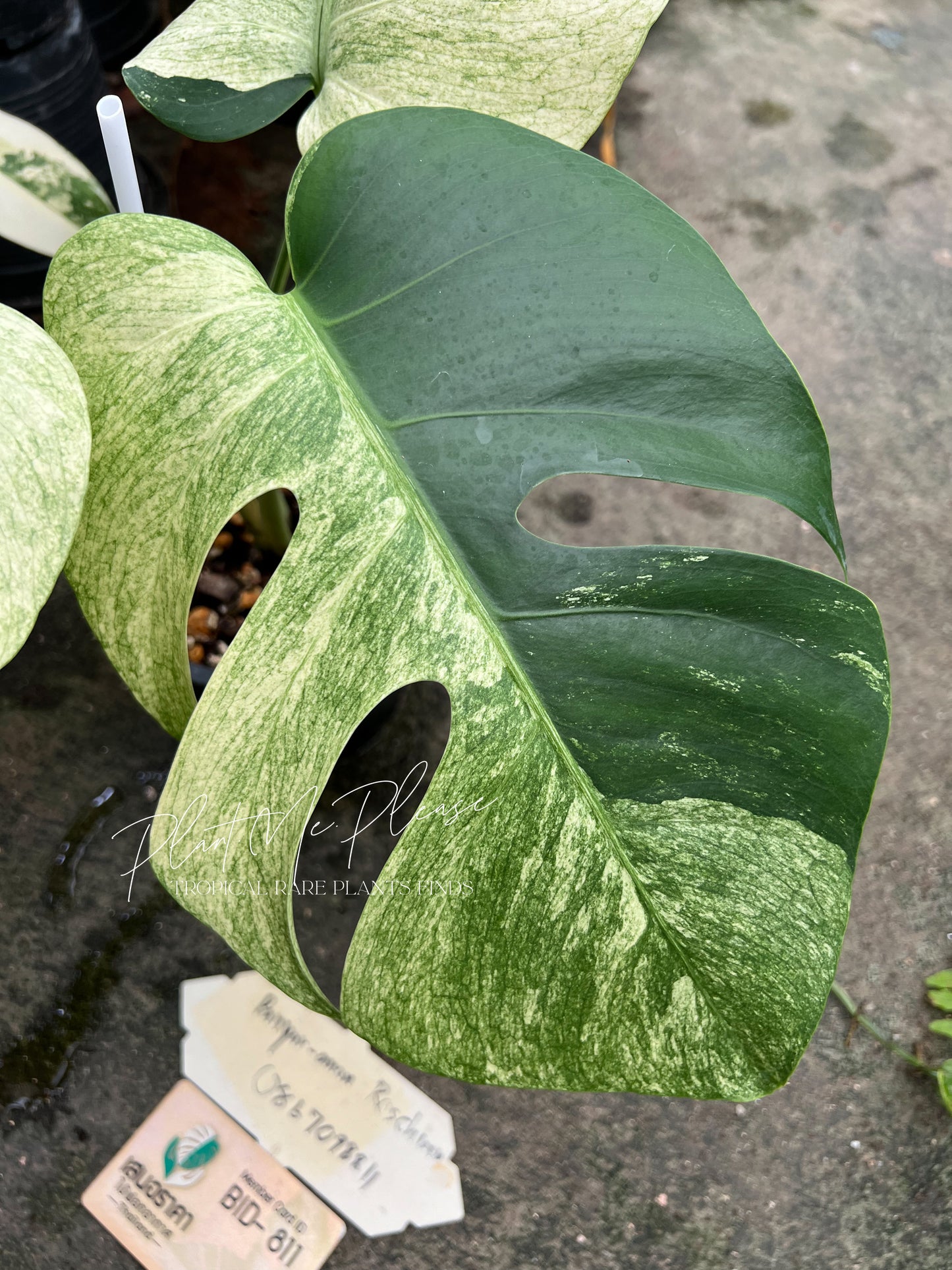 Monstera Mint Variegated