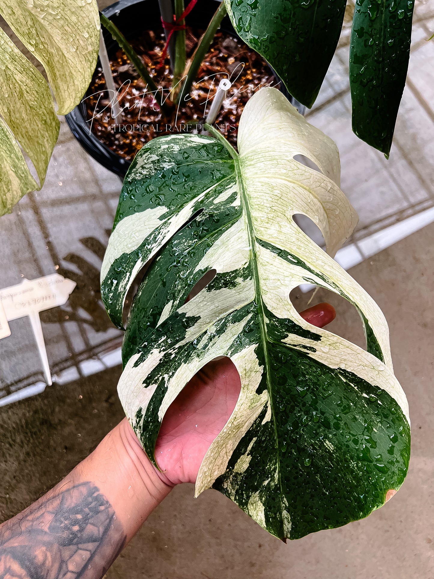 Monstera Deliciosa x Borsigiana Mint Variegated