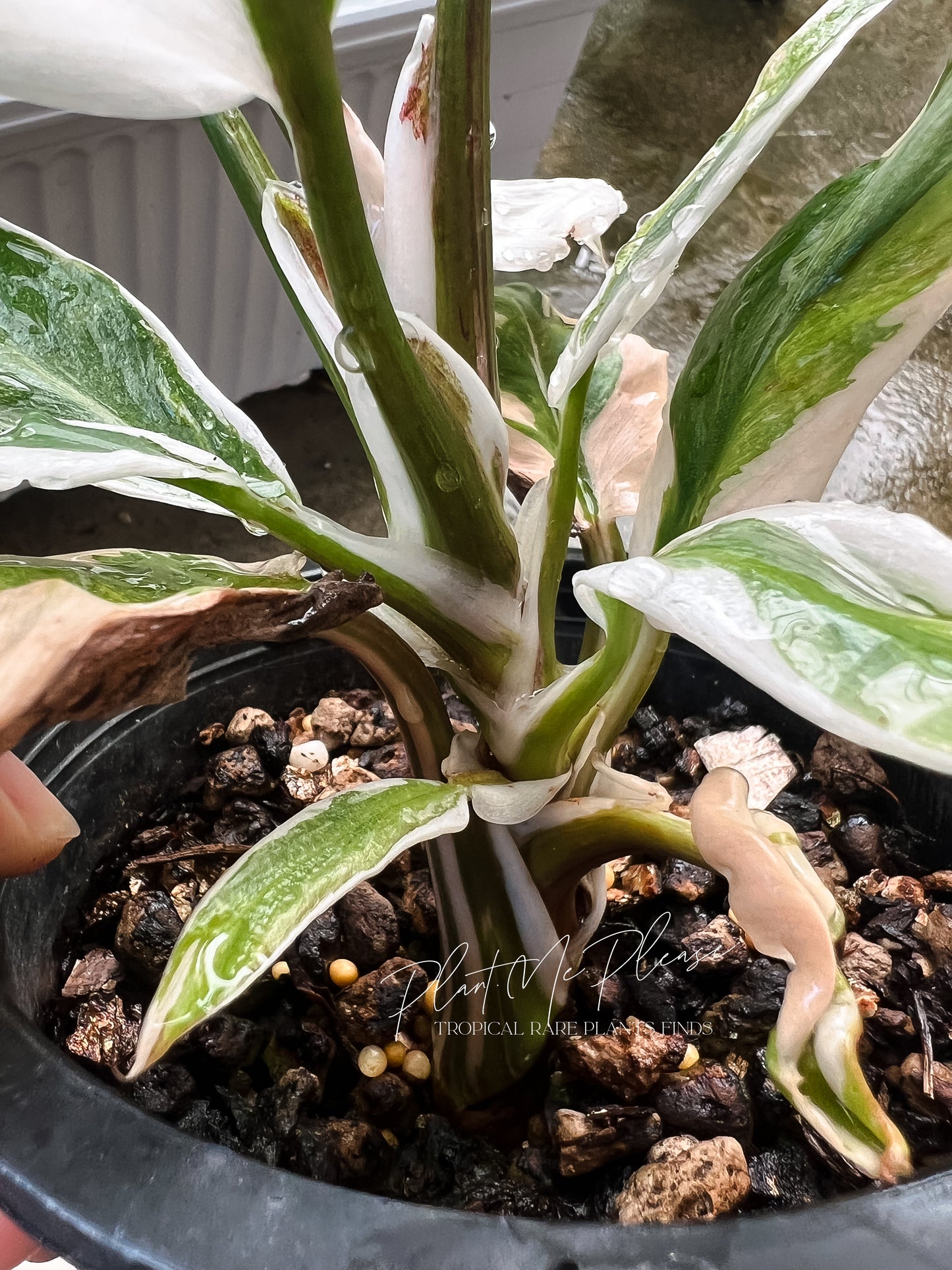 Philodendron White Knight Mutation