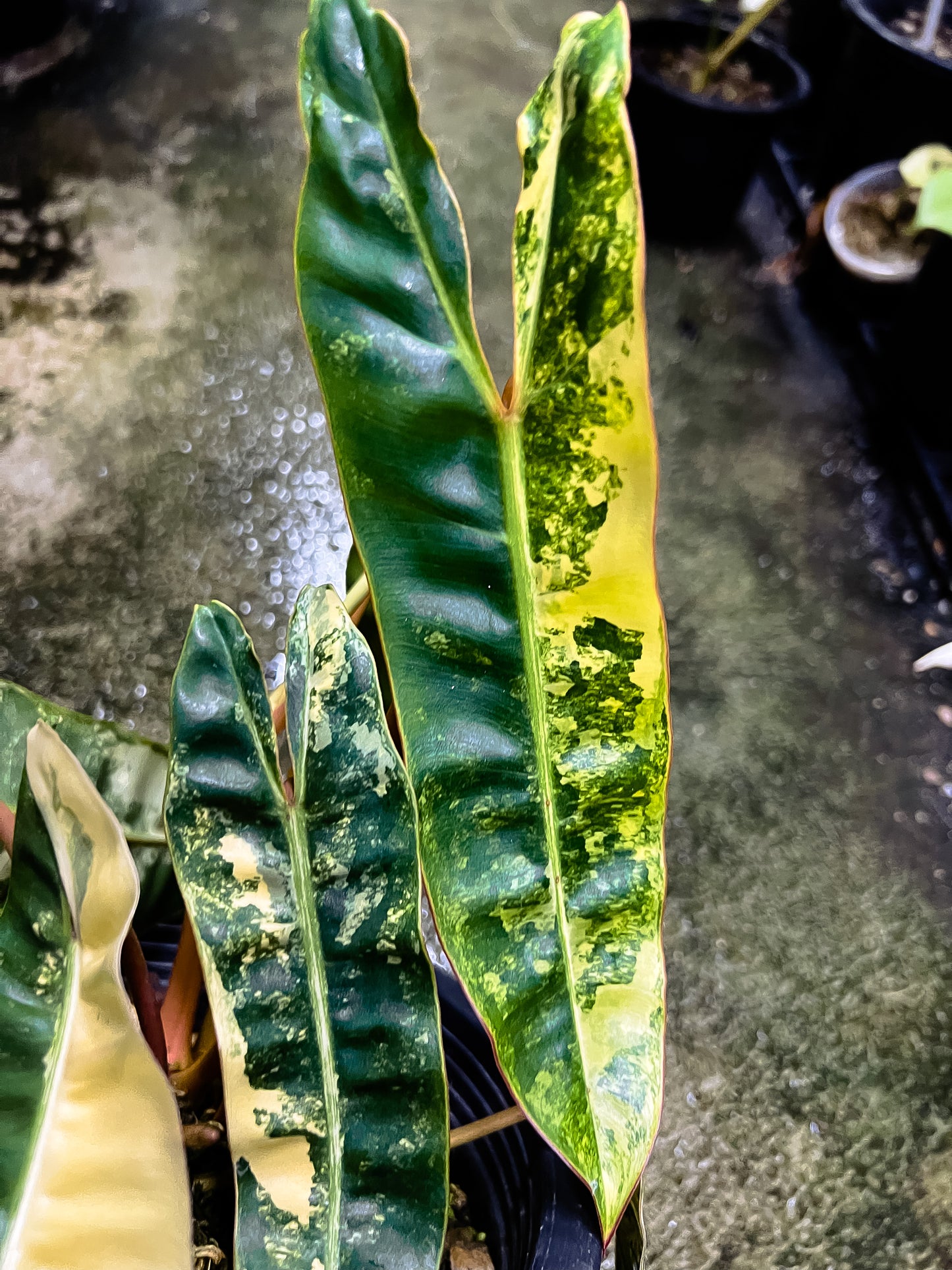 Philodendron Billietiae Variegated