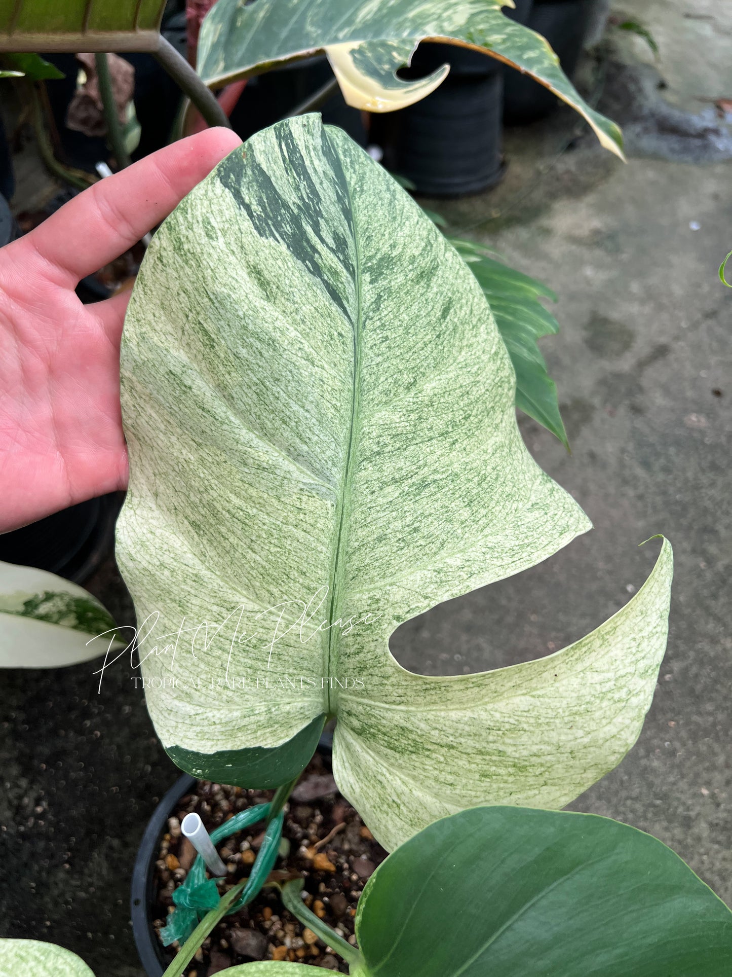 Monstera Mint Variegated