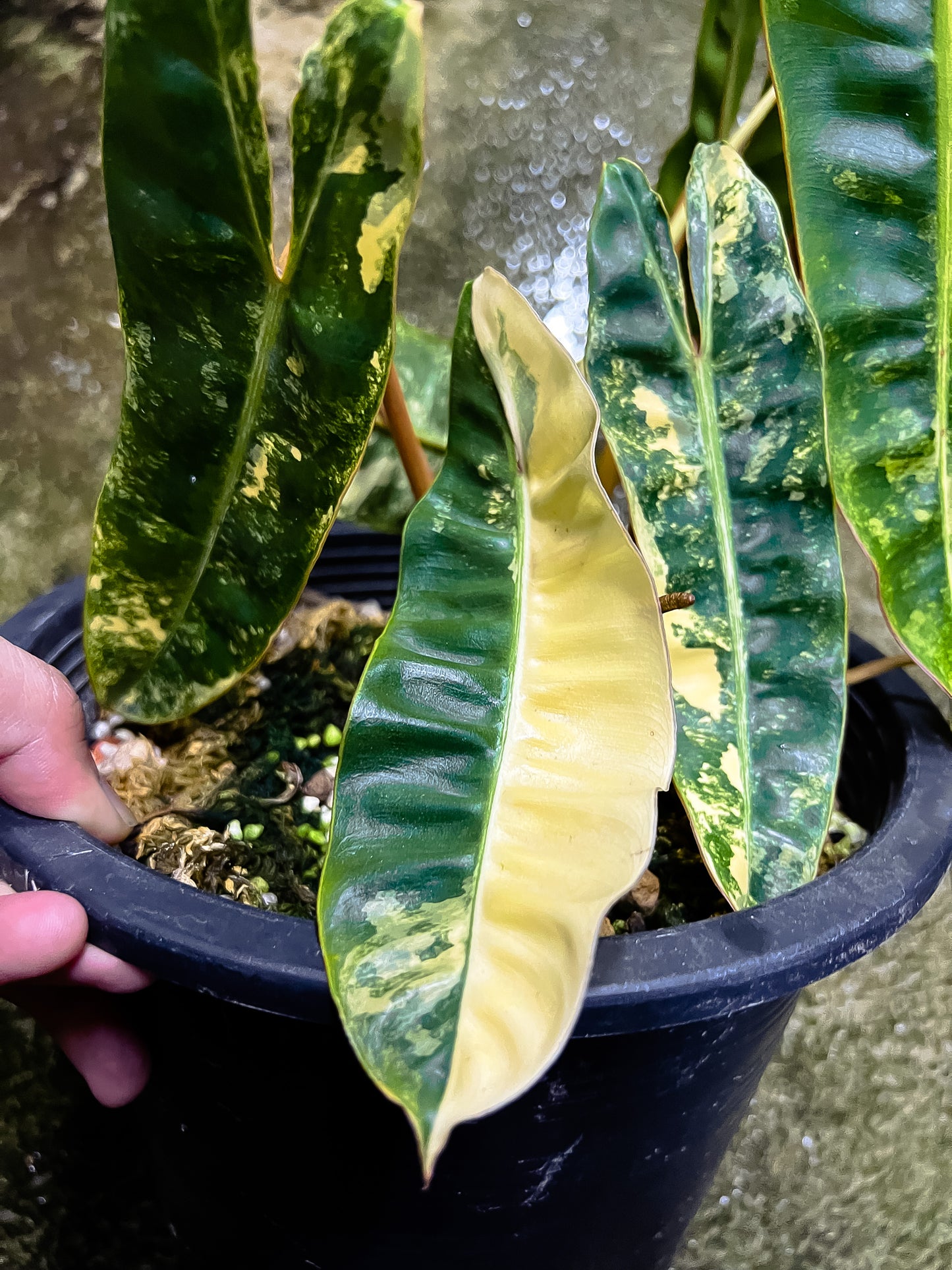 Philodendron Billietiae Variegated