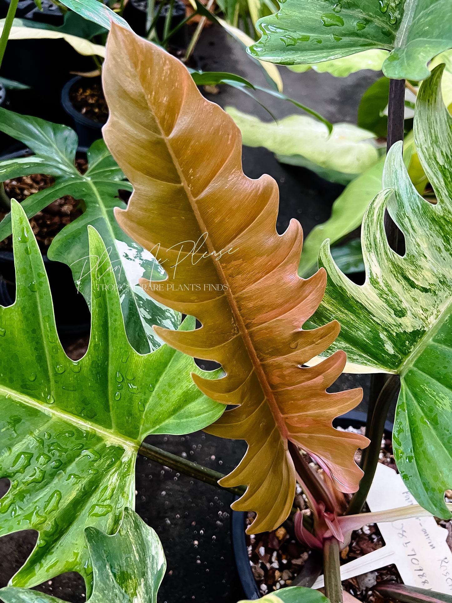 Philodendron Caramel Marble Variegated