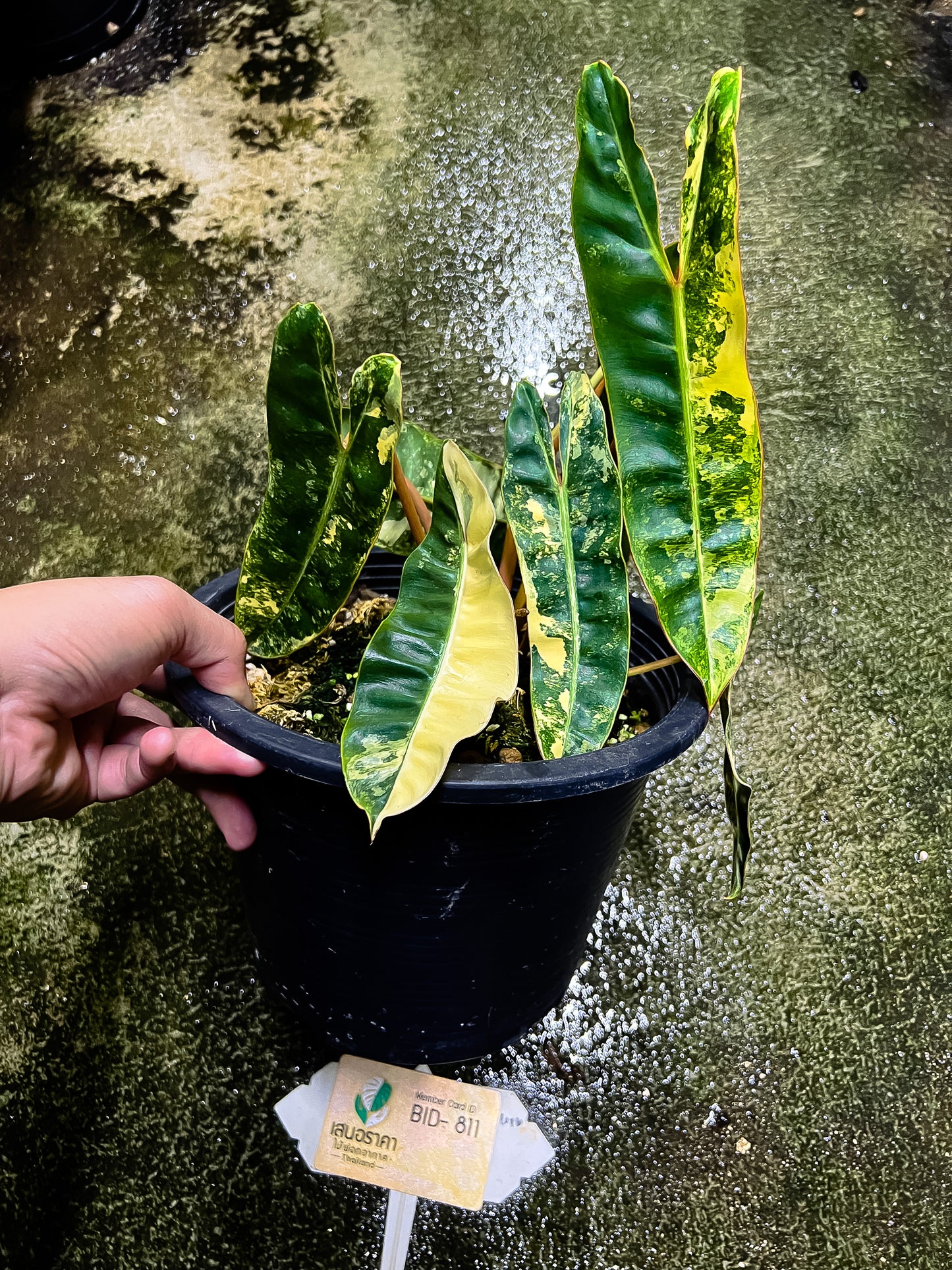 Philodendron Billietiae Variegated
