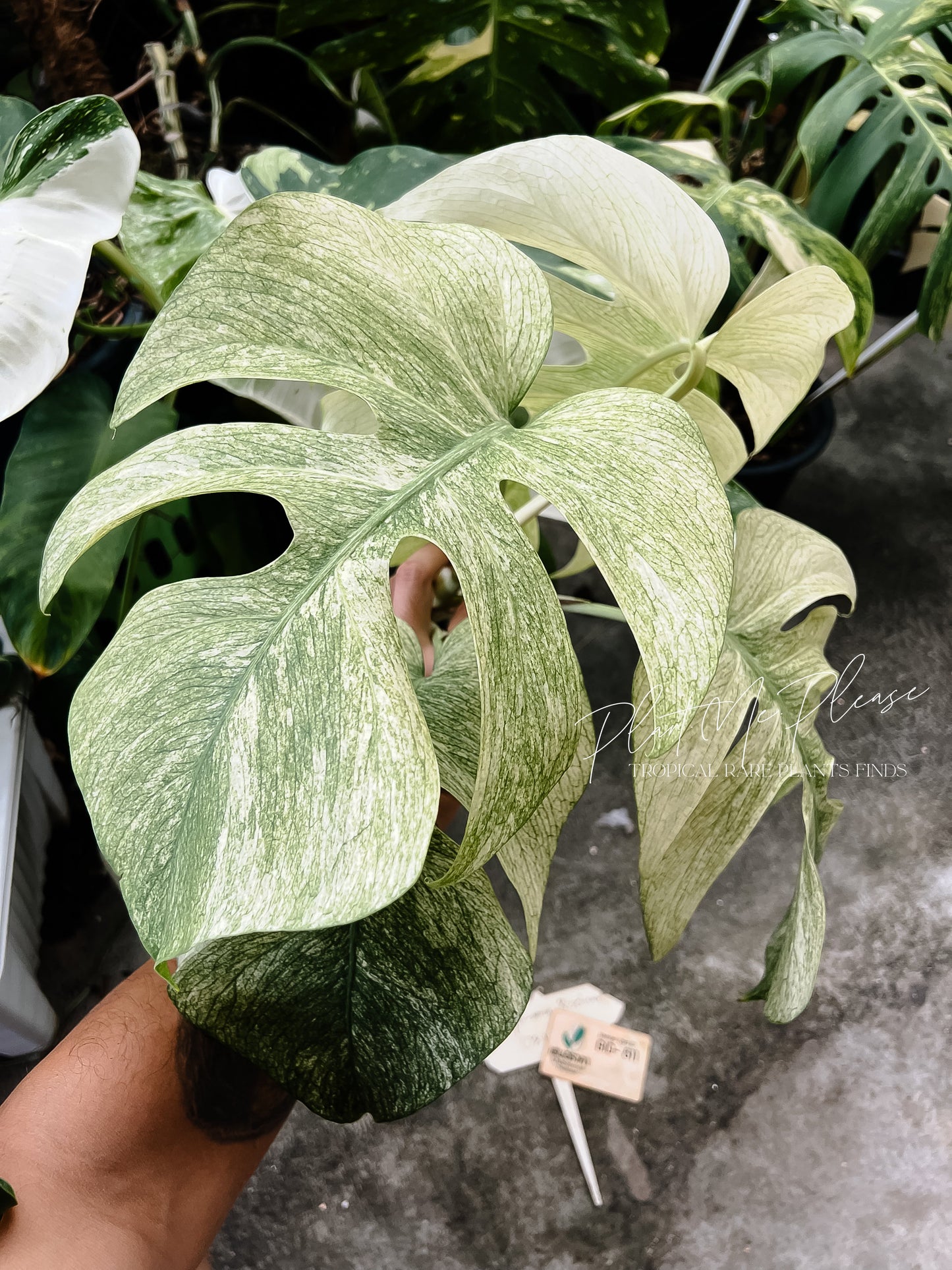 Monstera Deliciosa x Borsigiana Full Mint Variegated