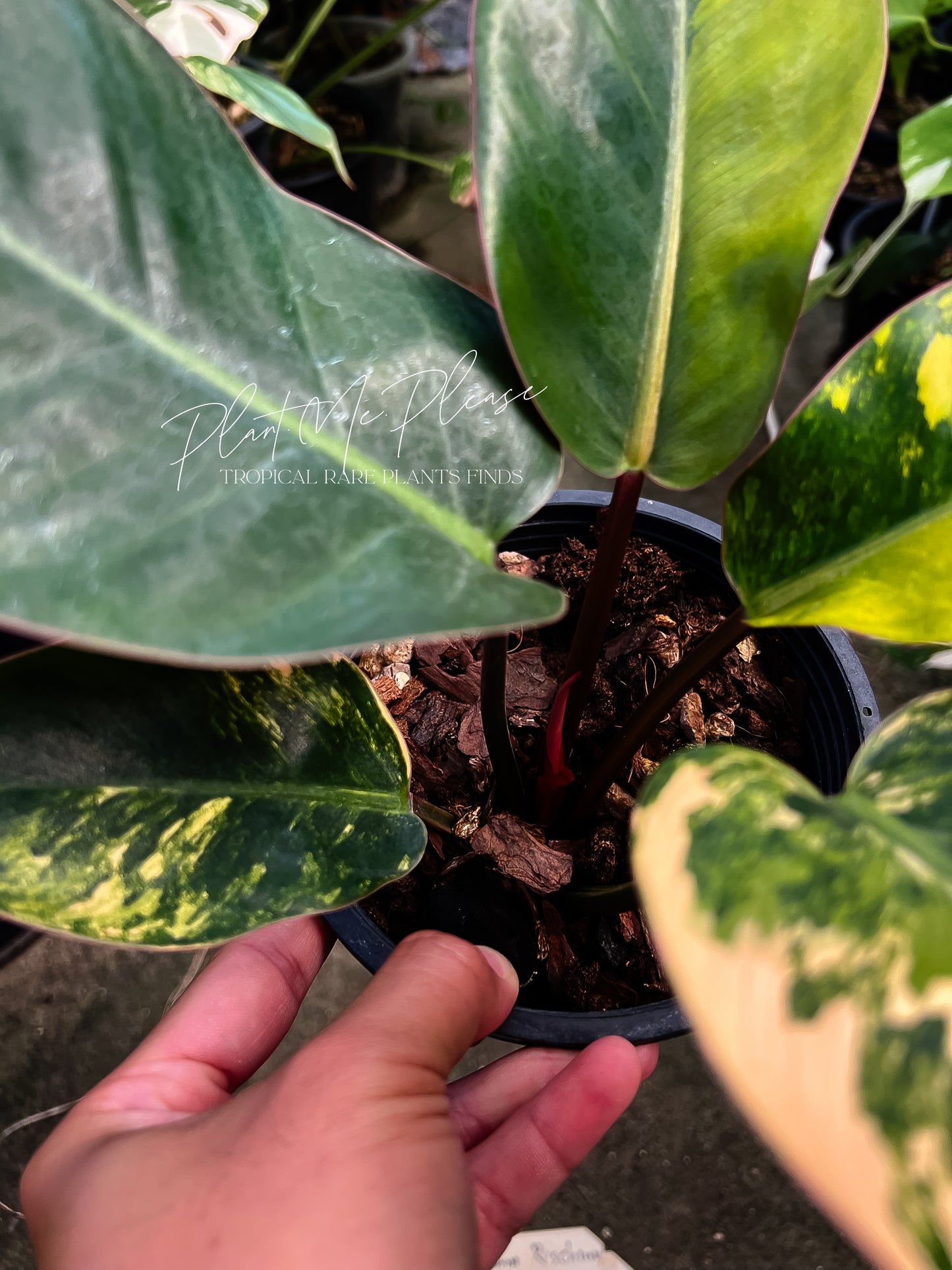 Philodendron Yellow Congo Variegated