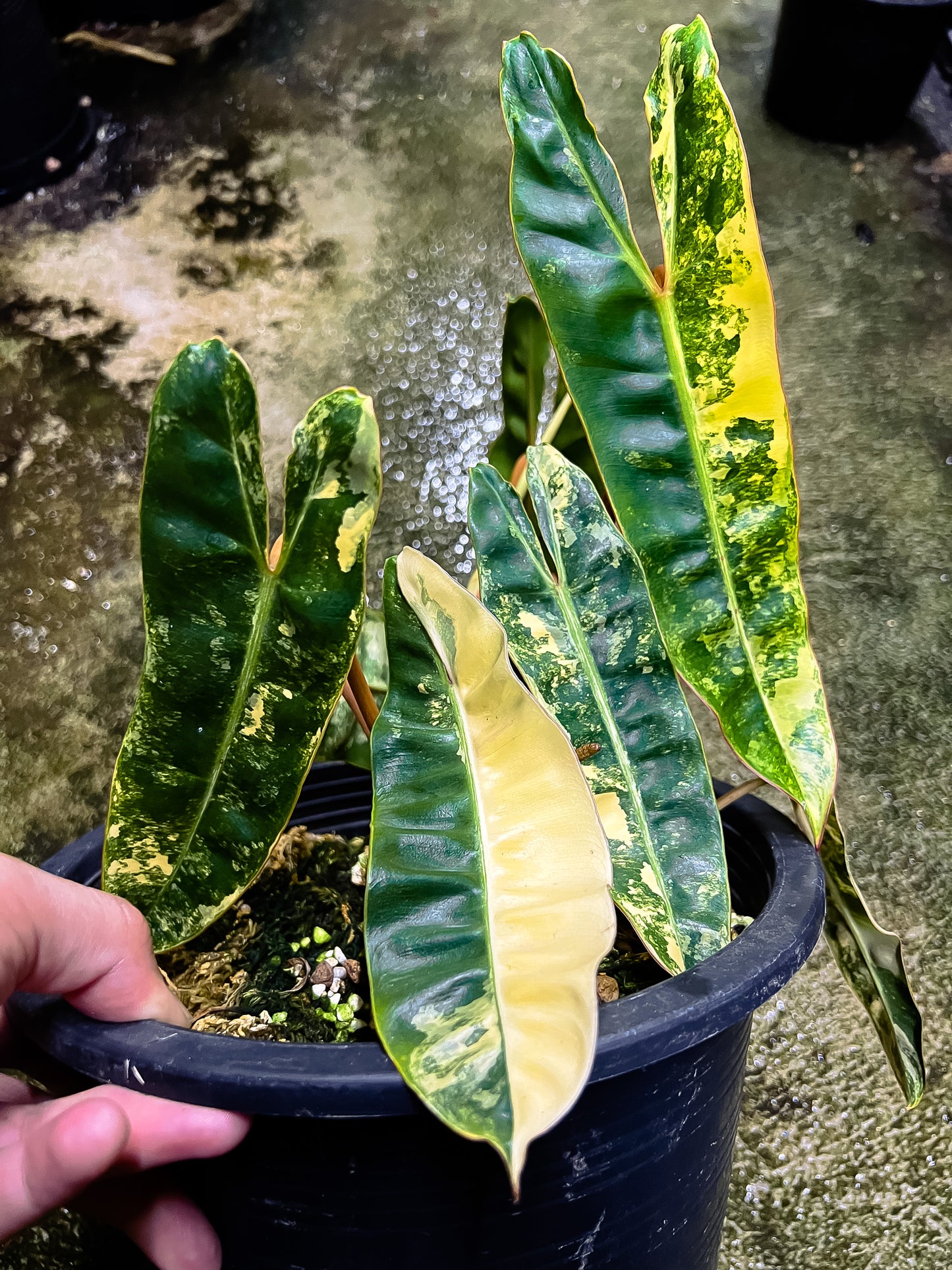 Philodendron Billietiae Variegated