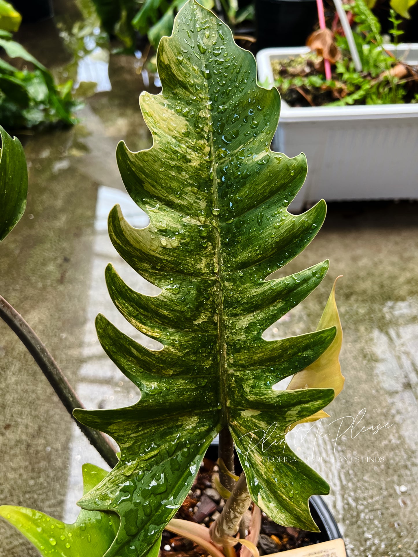 Philodendron Caramel Marble Variegated