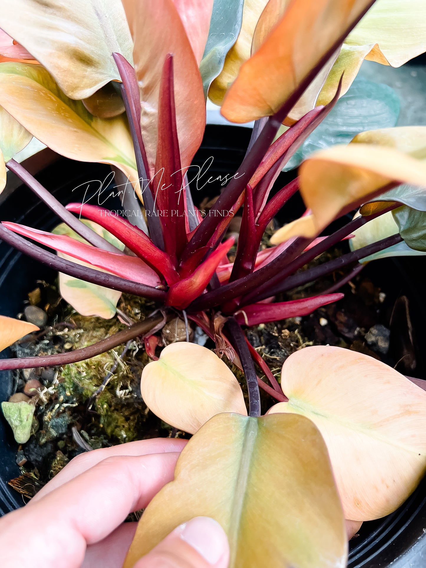 Philodendron Black Cardinal Variegated No.02
