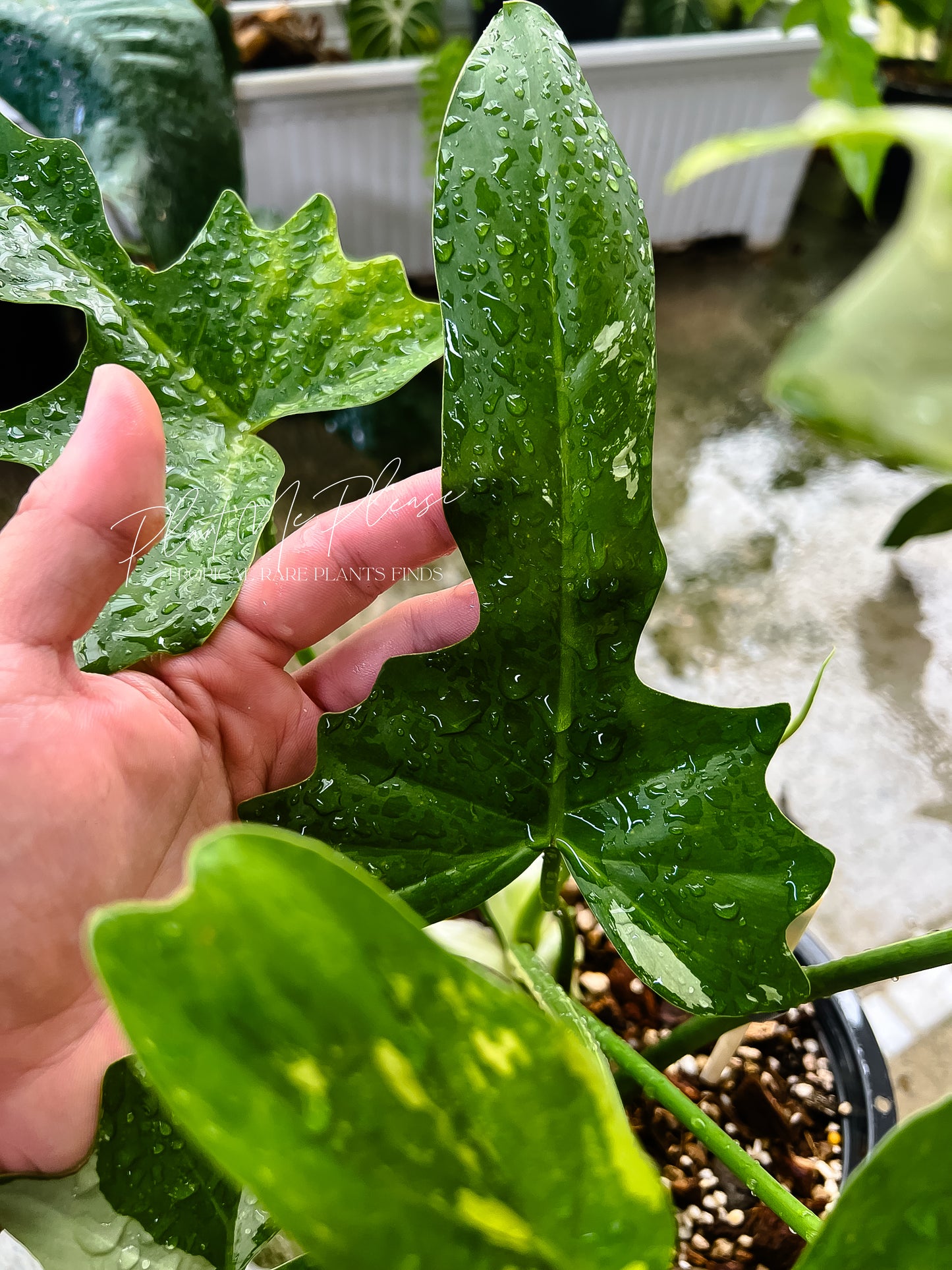 Philodendron Golden Dragon Variegated