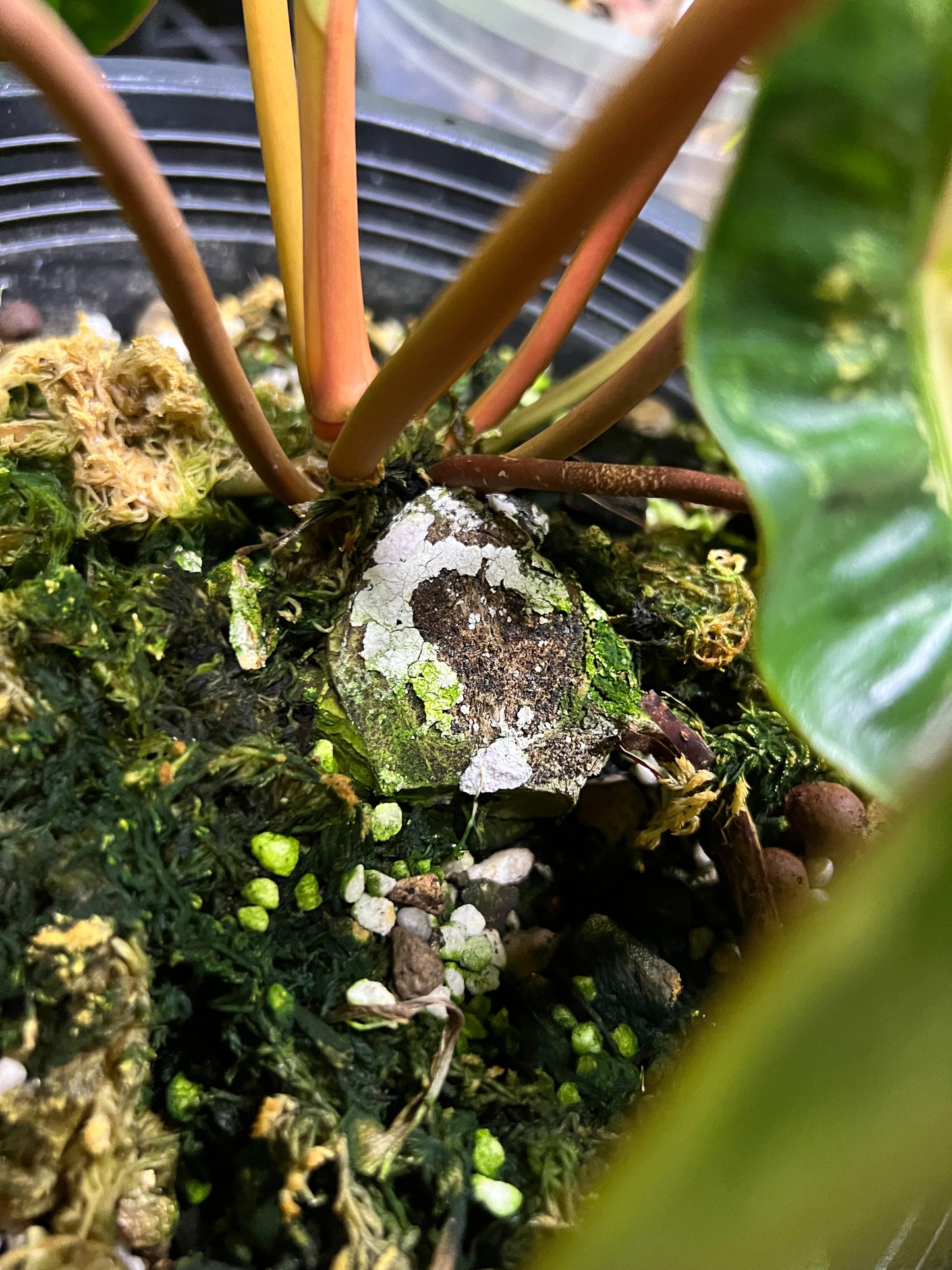 Philodendron Billietiae Variegated