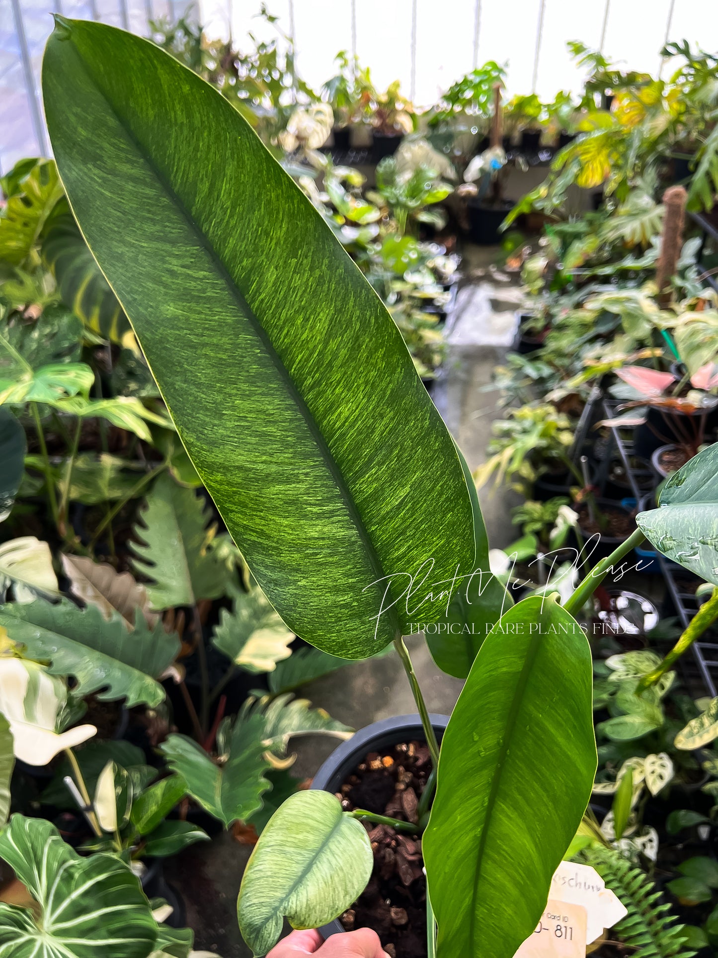 Rare Epipremnum Gigateum Mint Variegated