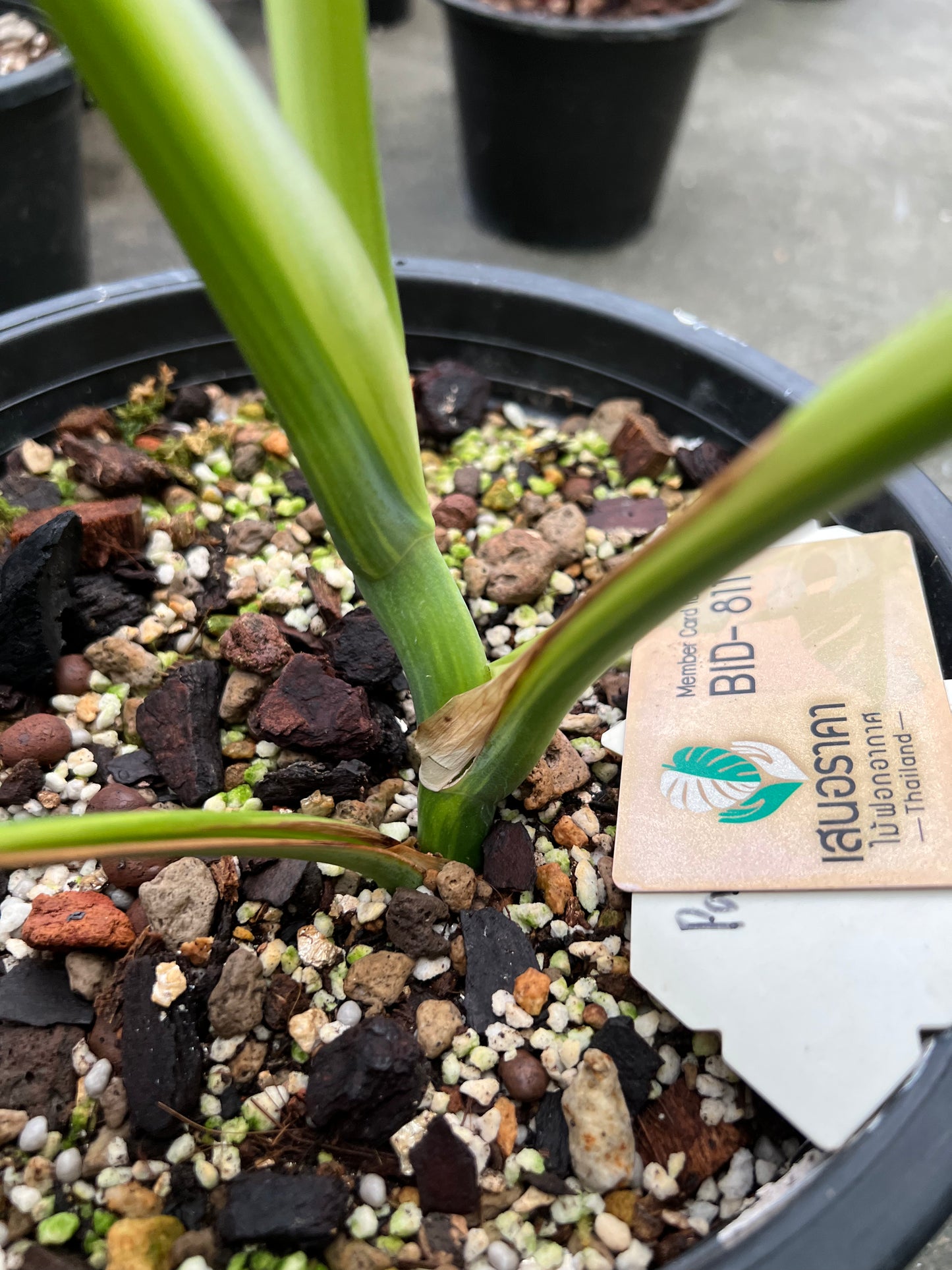 Monstera Borsigiana Aurea Vareiagated