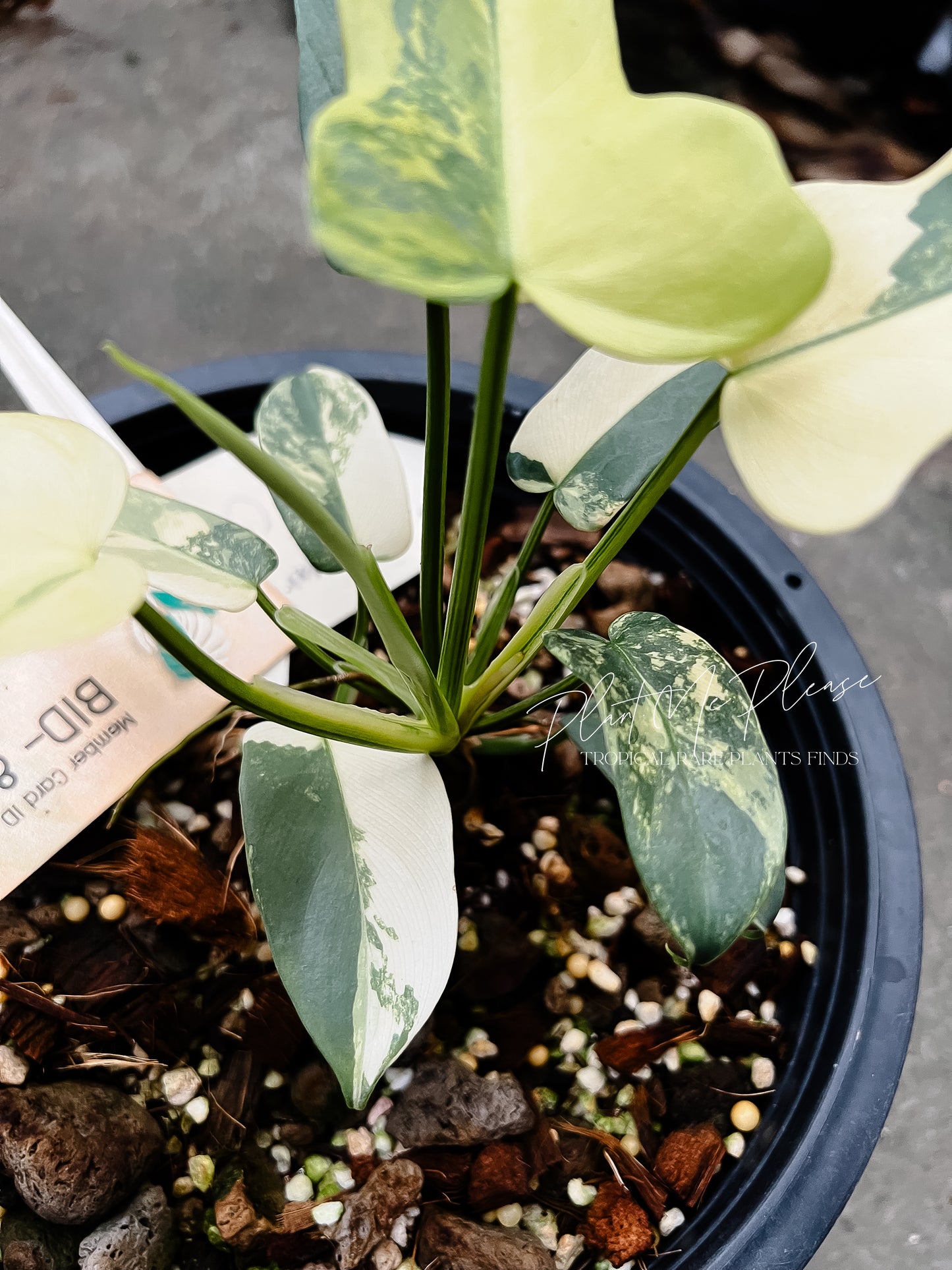 Philodendron Bipennifolium variegated