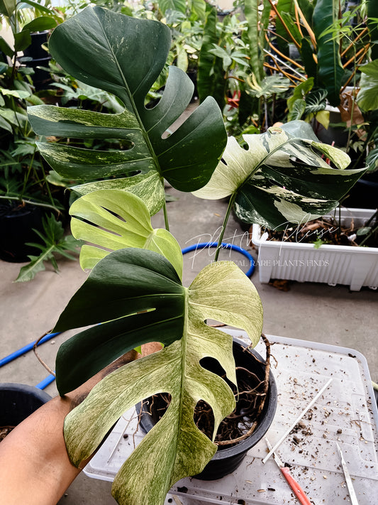 Monstera Deliciosa x Borsigiana Mint Variegated