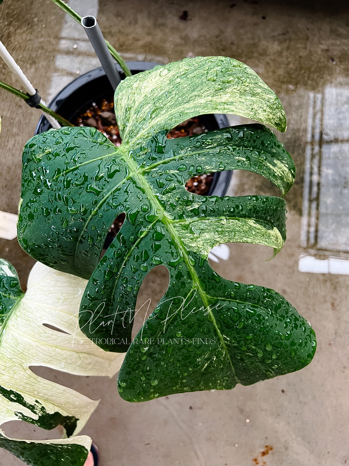 Monstera Deliciosa x Borsigiana Mint Variegated