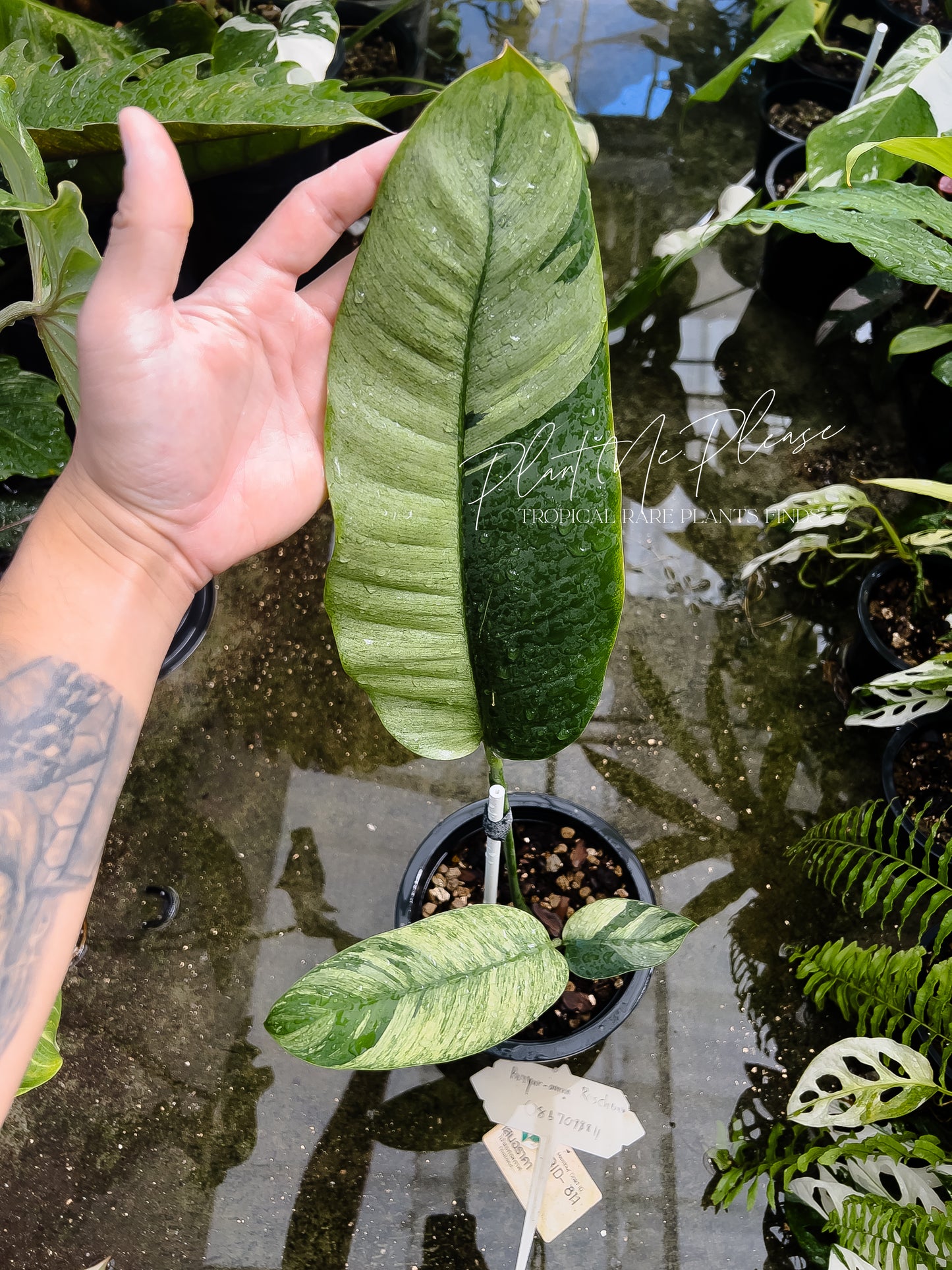 Rare Epipremnum Gigateum Mint Variegated