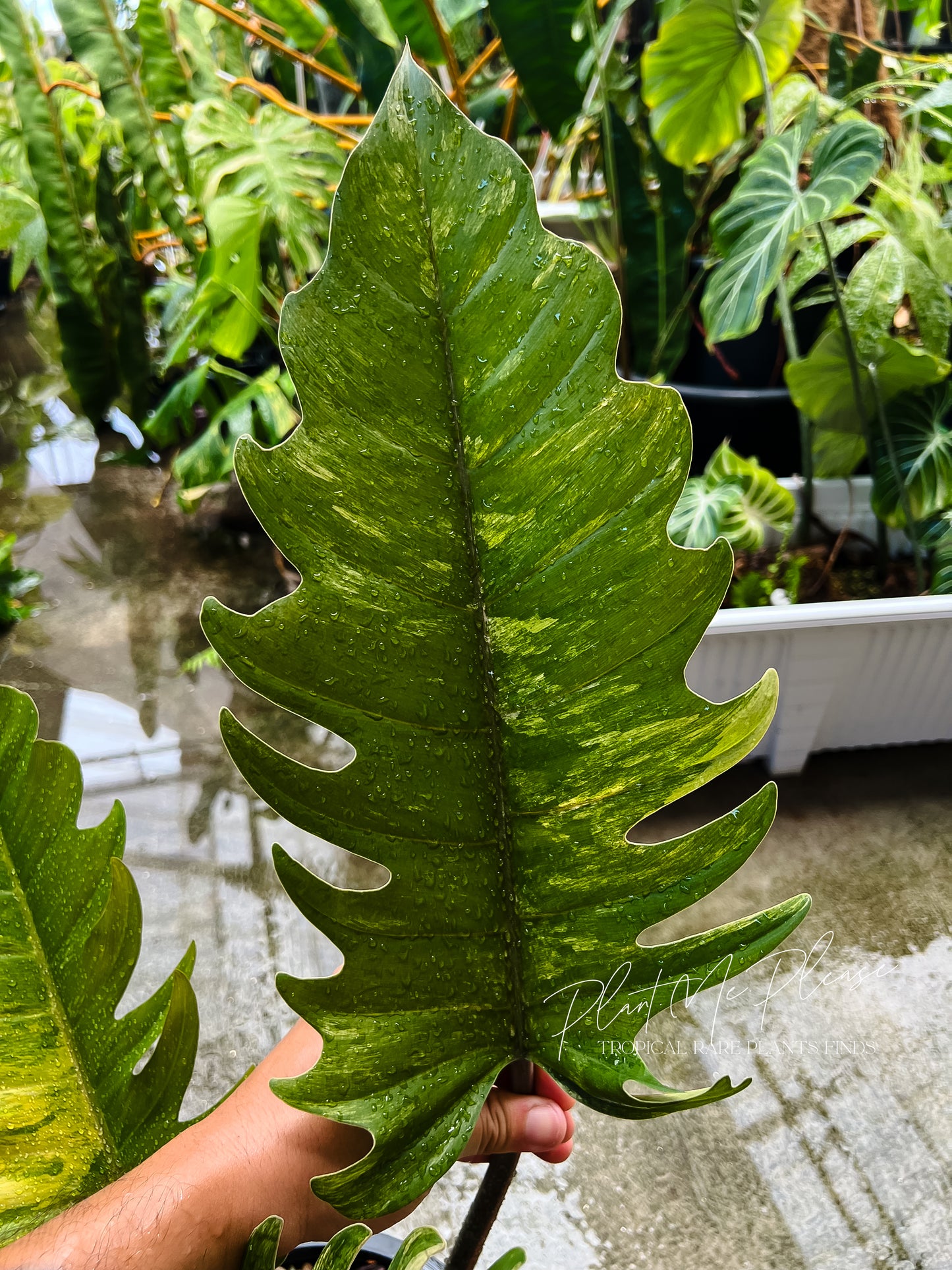 Philodendron Caramel Marble Variegated