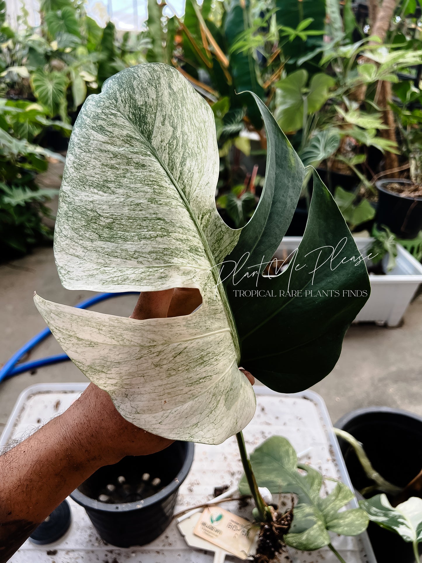 Monstera Deliciosa x Borsigiana Full Mint Variegated