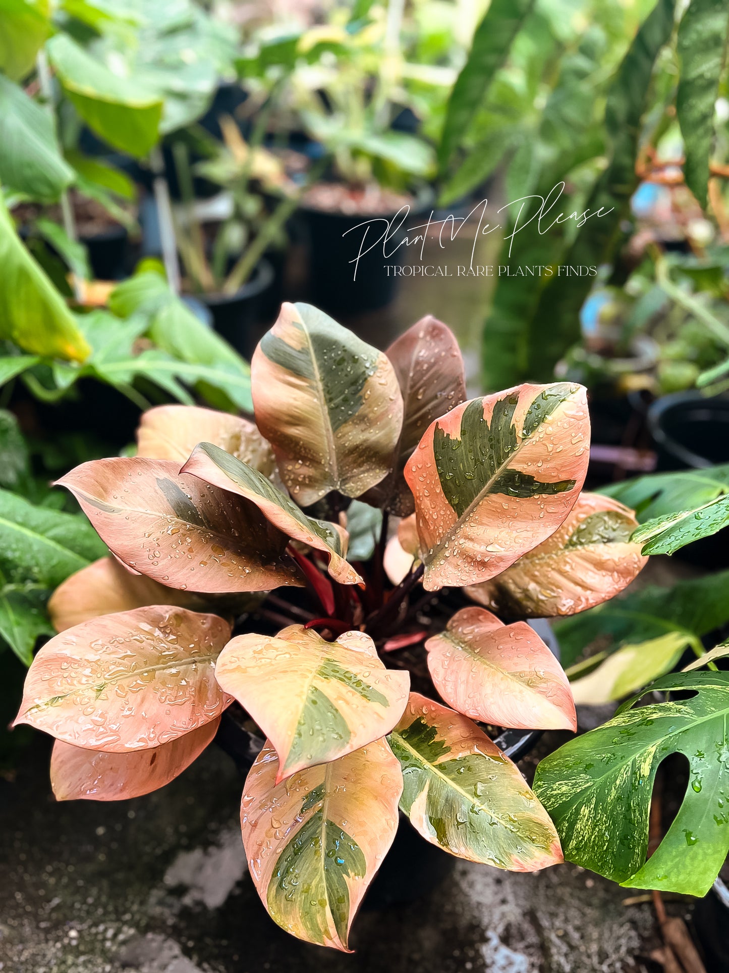 Philodendron Black Cardinal Variegated No.02
