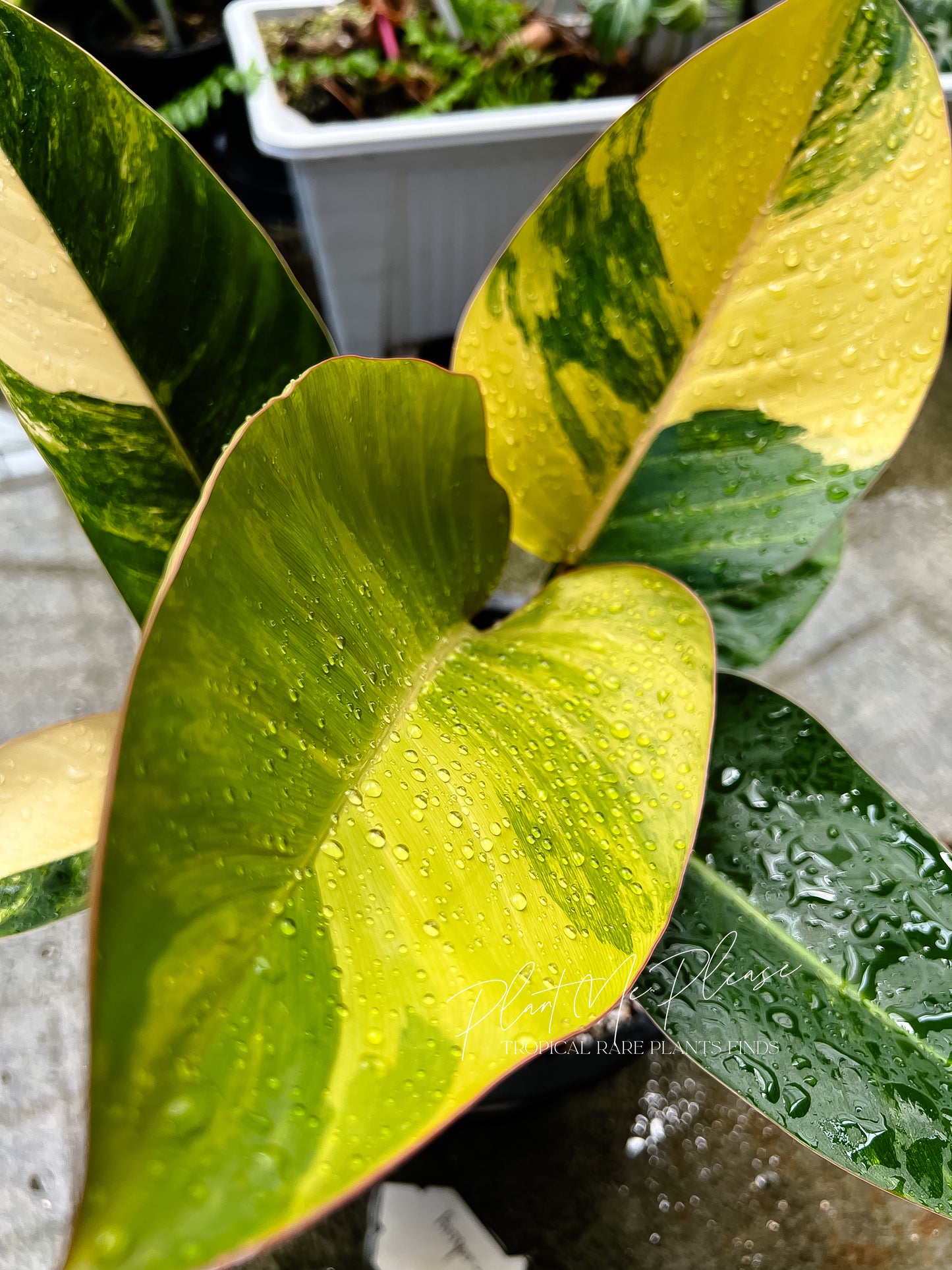 Rare Philodendron Yellow Congo Variegated Original