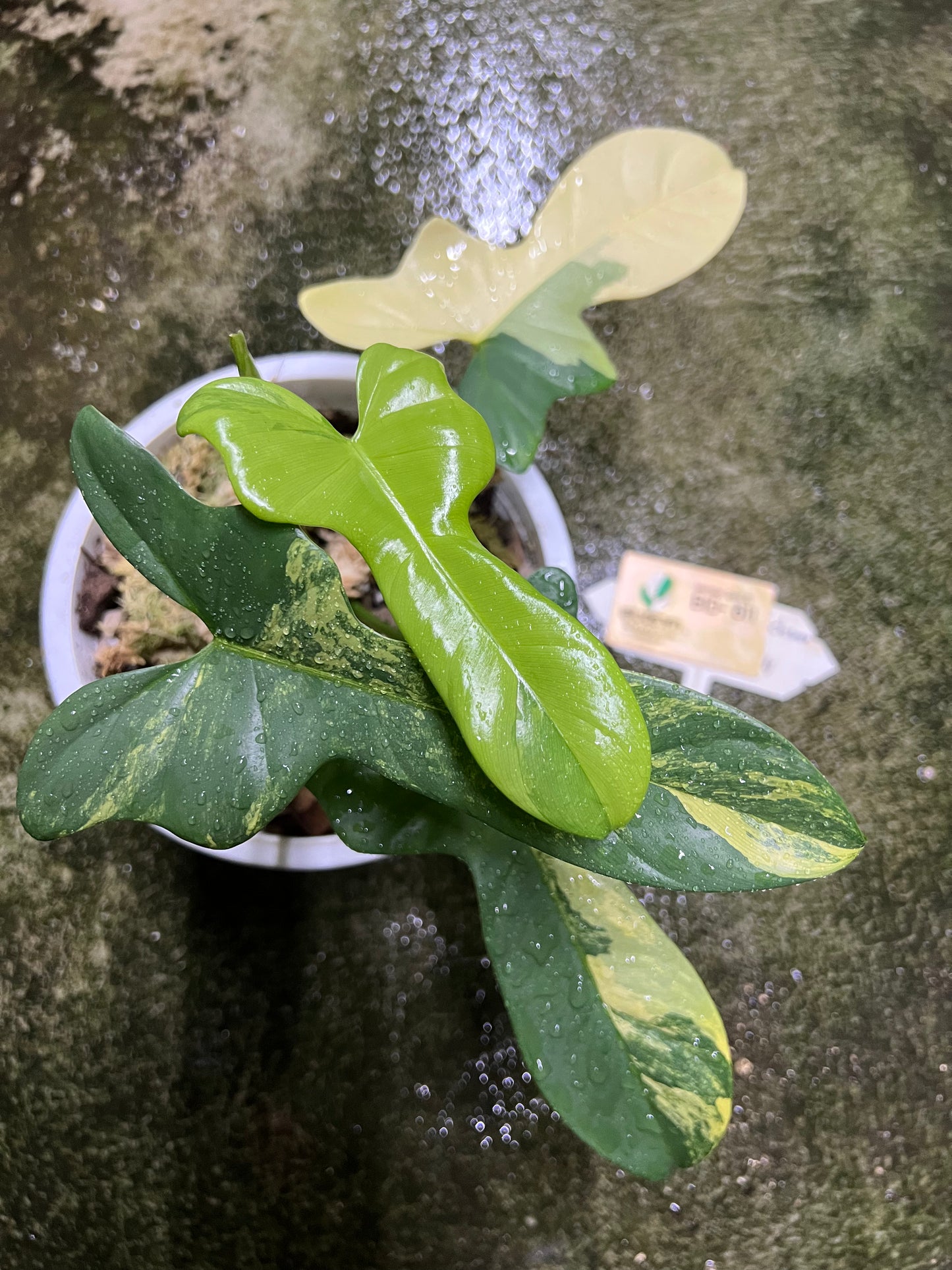 Philodendron Bipennifolium Variegated - Violin variegated
