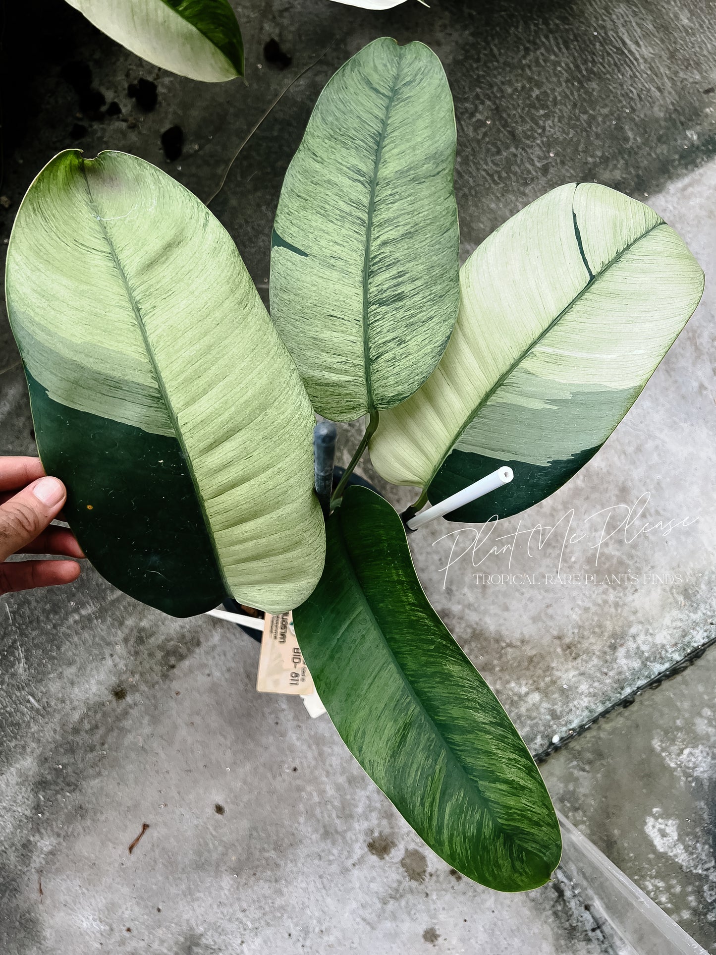 Rare Epipremnum Gigateum Mint Variegated