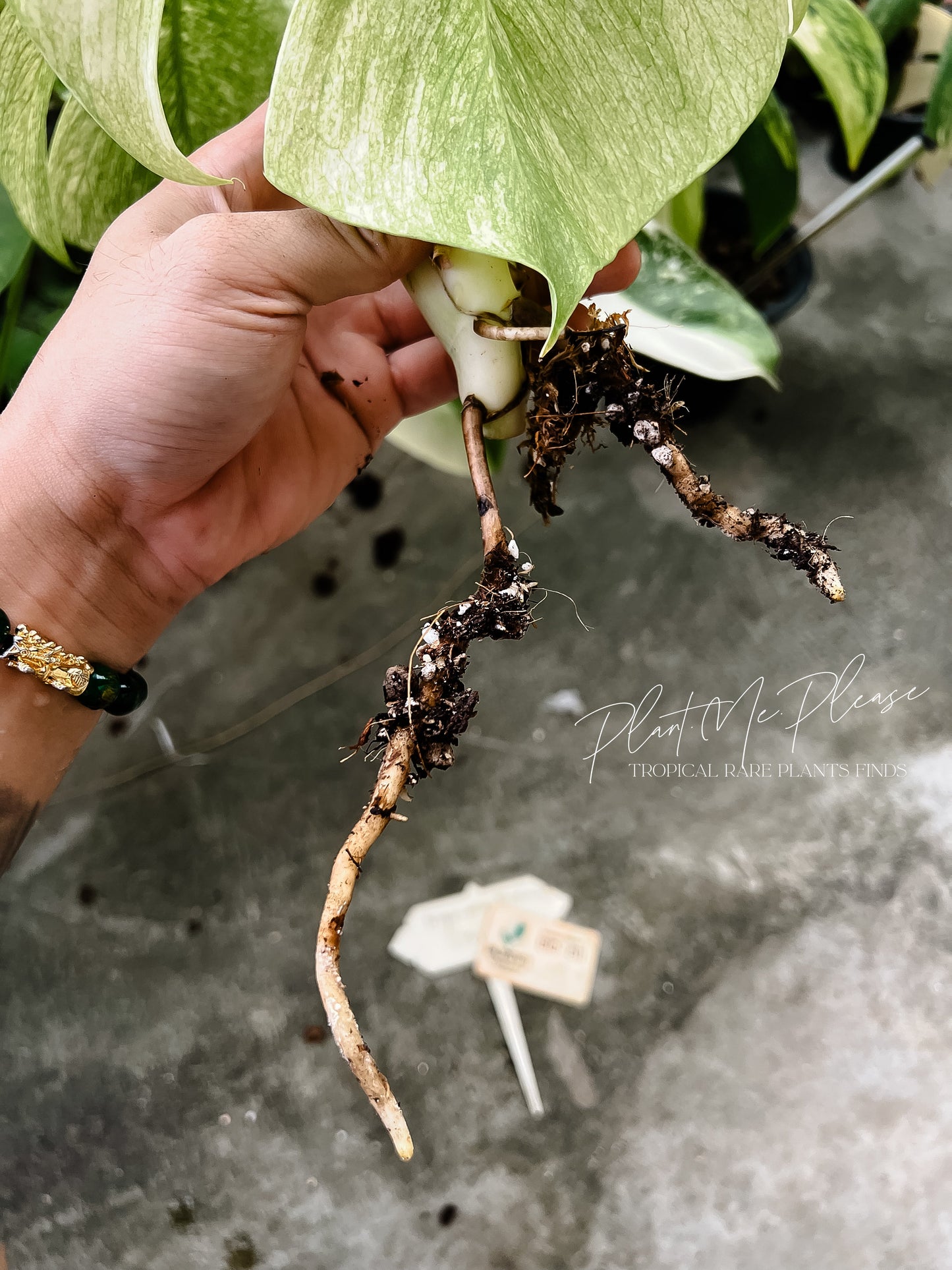 Monstera Deliciosa x Borsigiana Full Mint Variegated