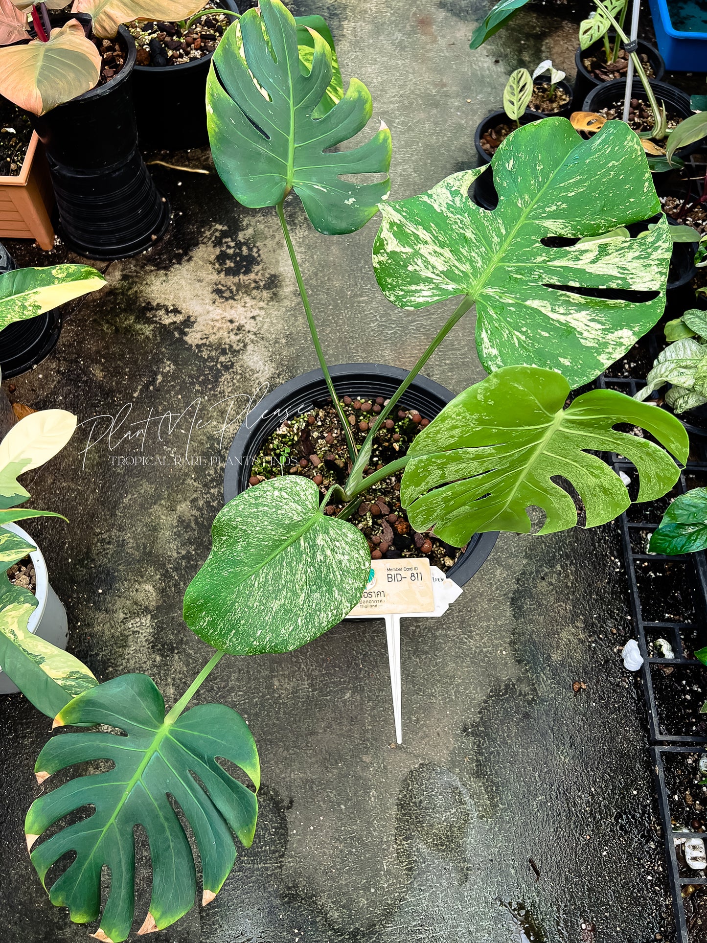 Monstera Deliciosa White Monster