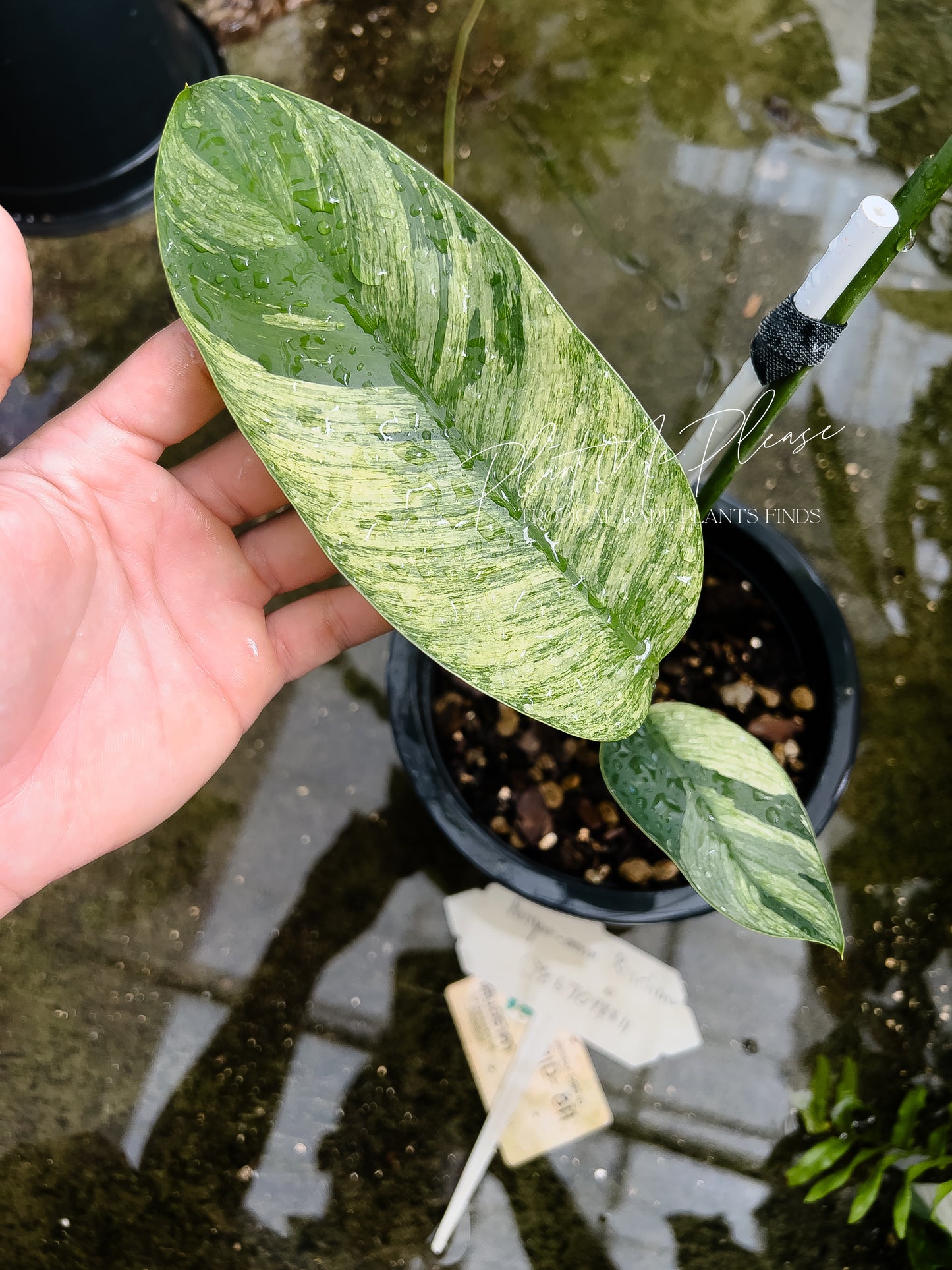 Rare Epipremnum Gigateum Mint Variegated