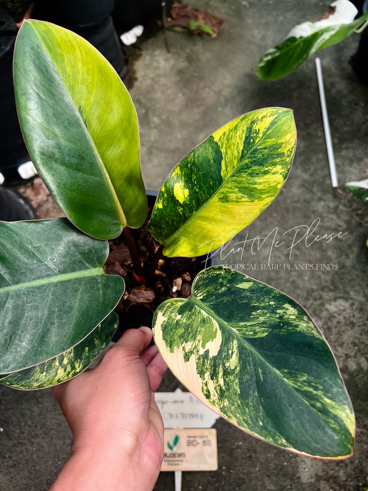Philodendron Yellow Congo Variegated
