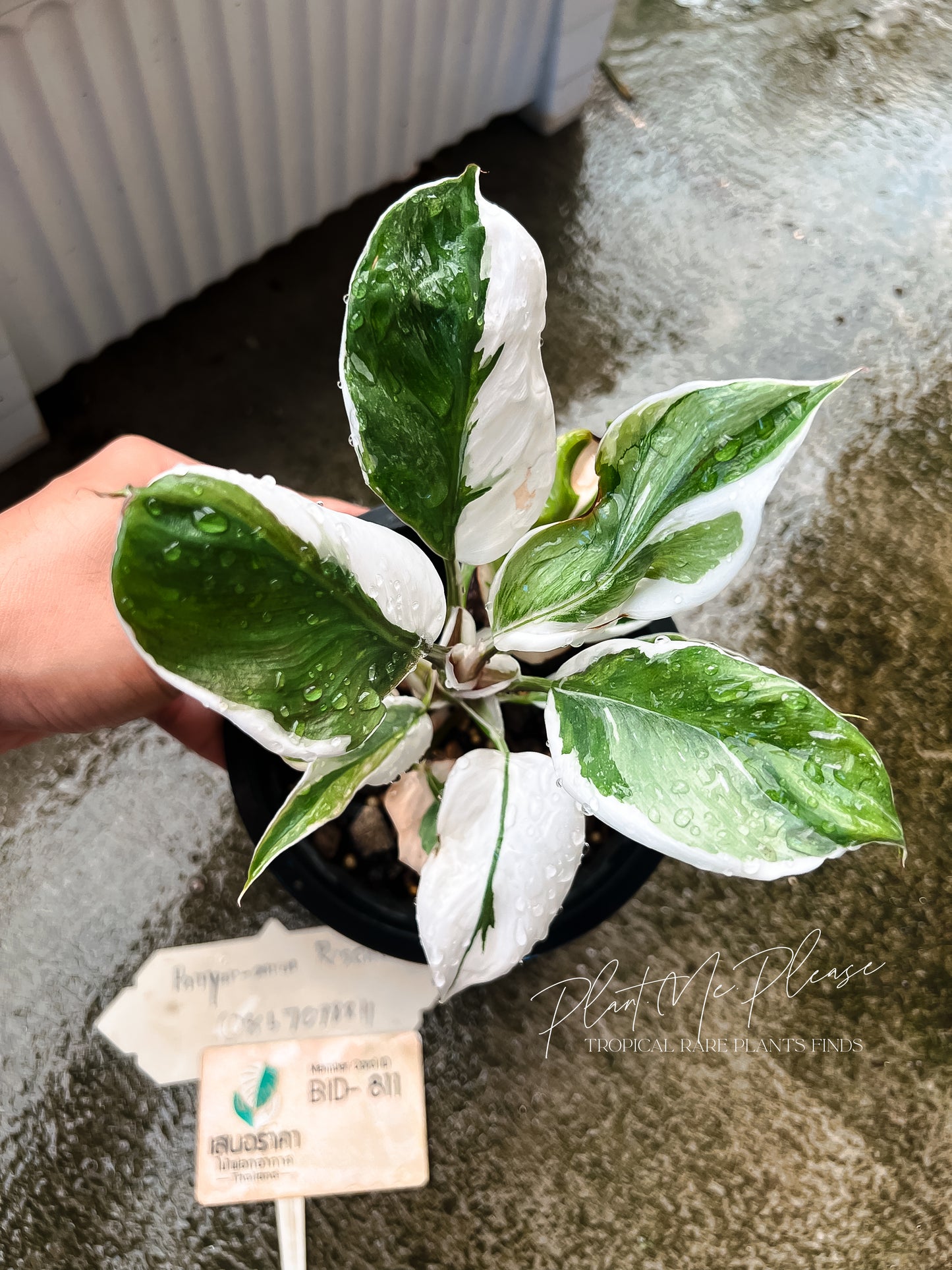 Philodendron White Knight Mutation