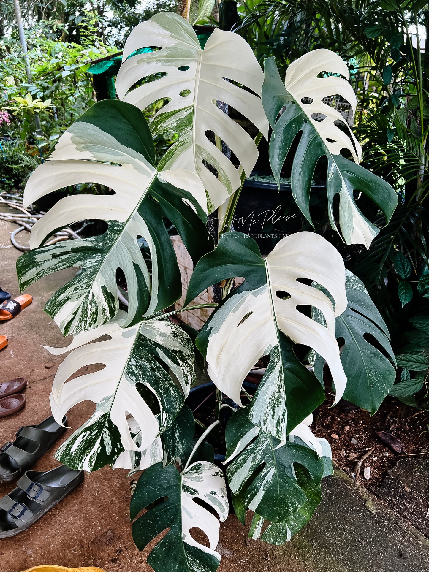 Monstera Borsigiana Albo Variegated