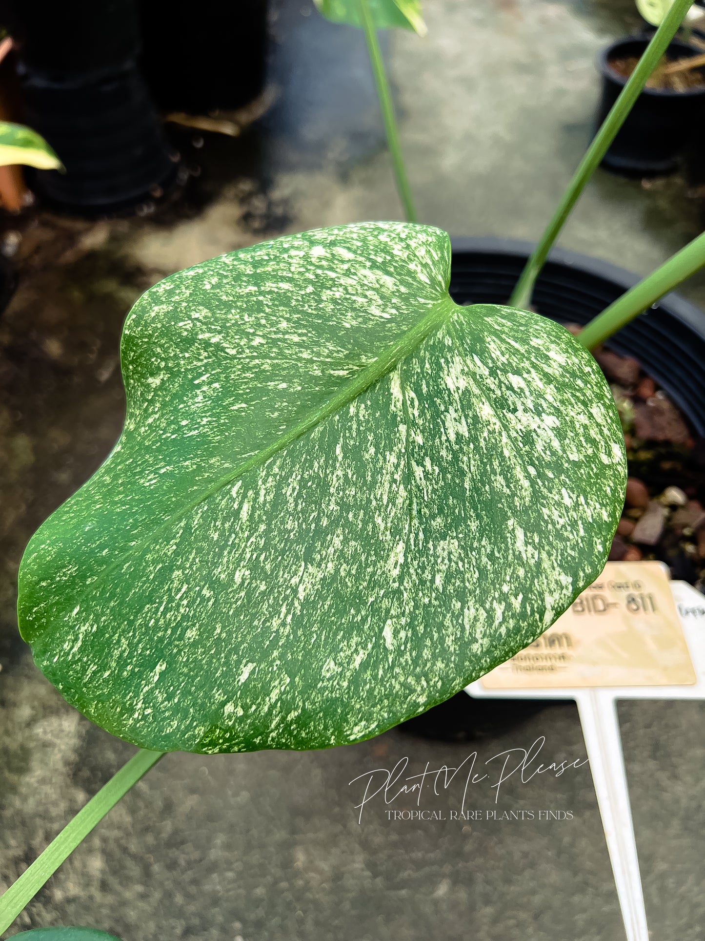 Monstera Deliciosa White Monster