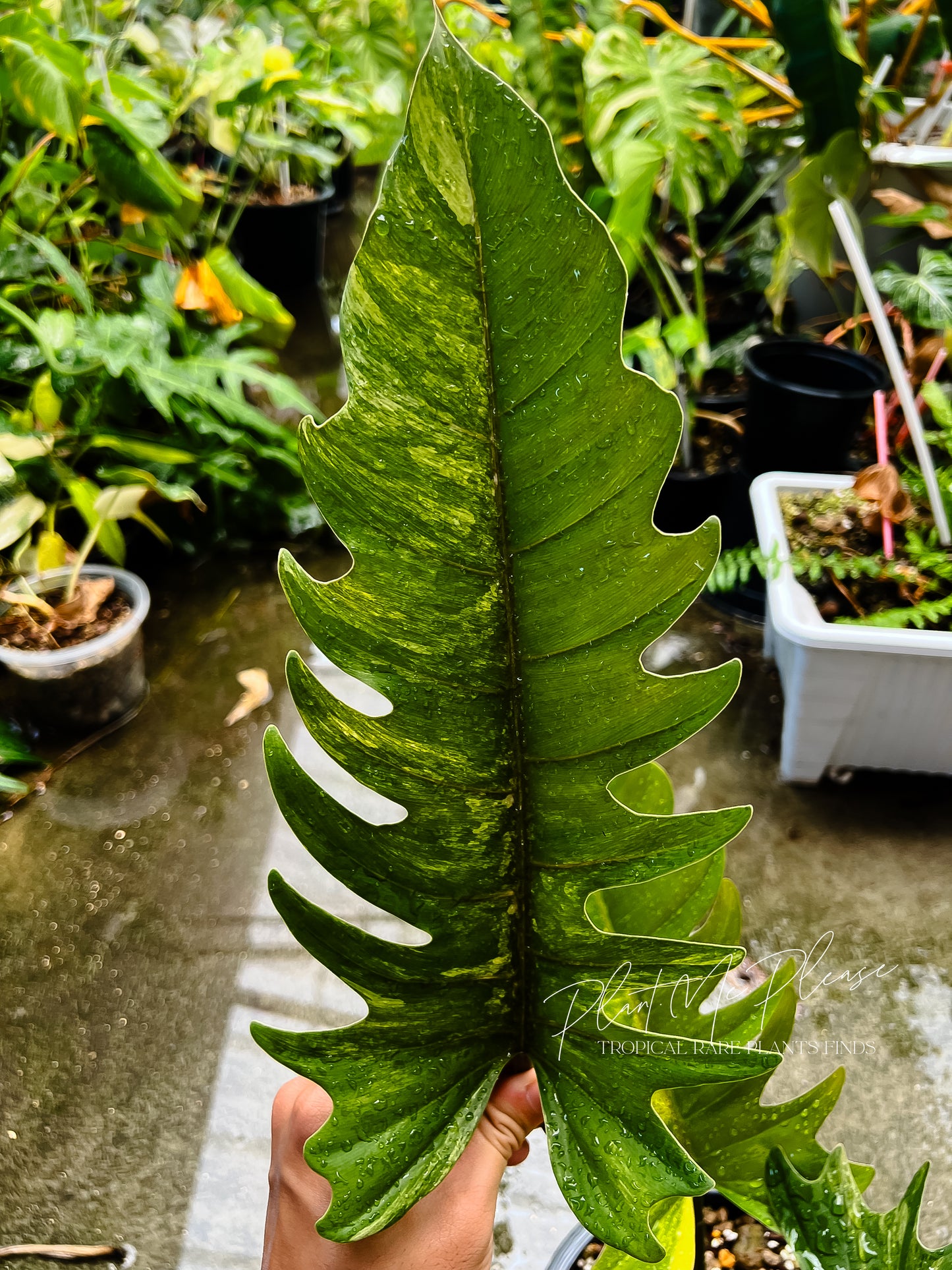 Philodendron Caramel Marble Variegated