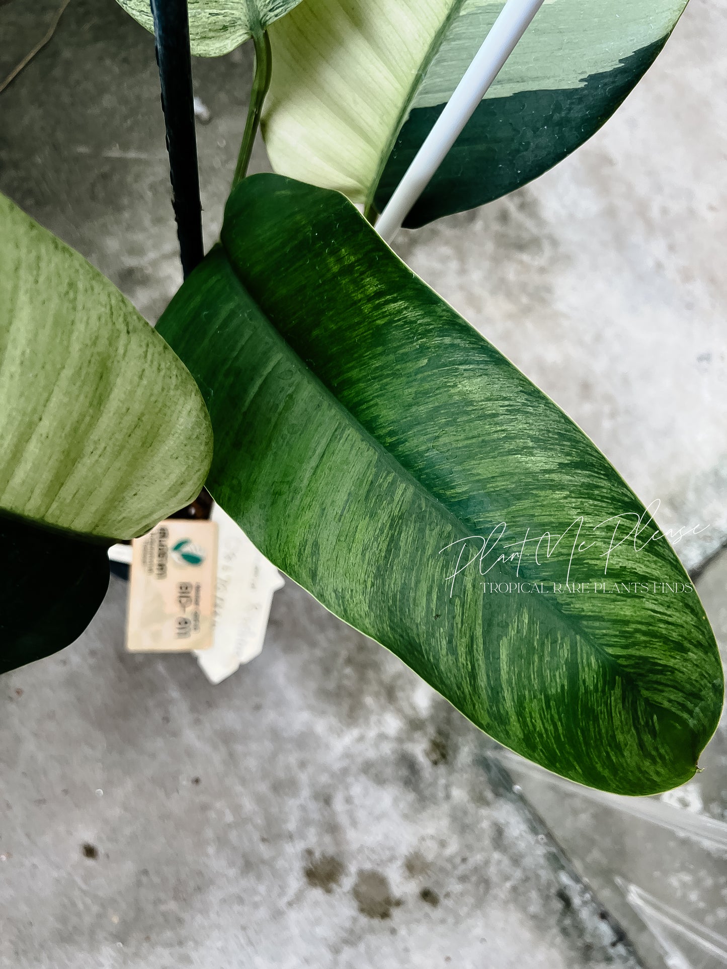 Rare Epipremnum Gigateum Mint Variegated