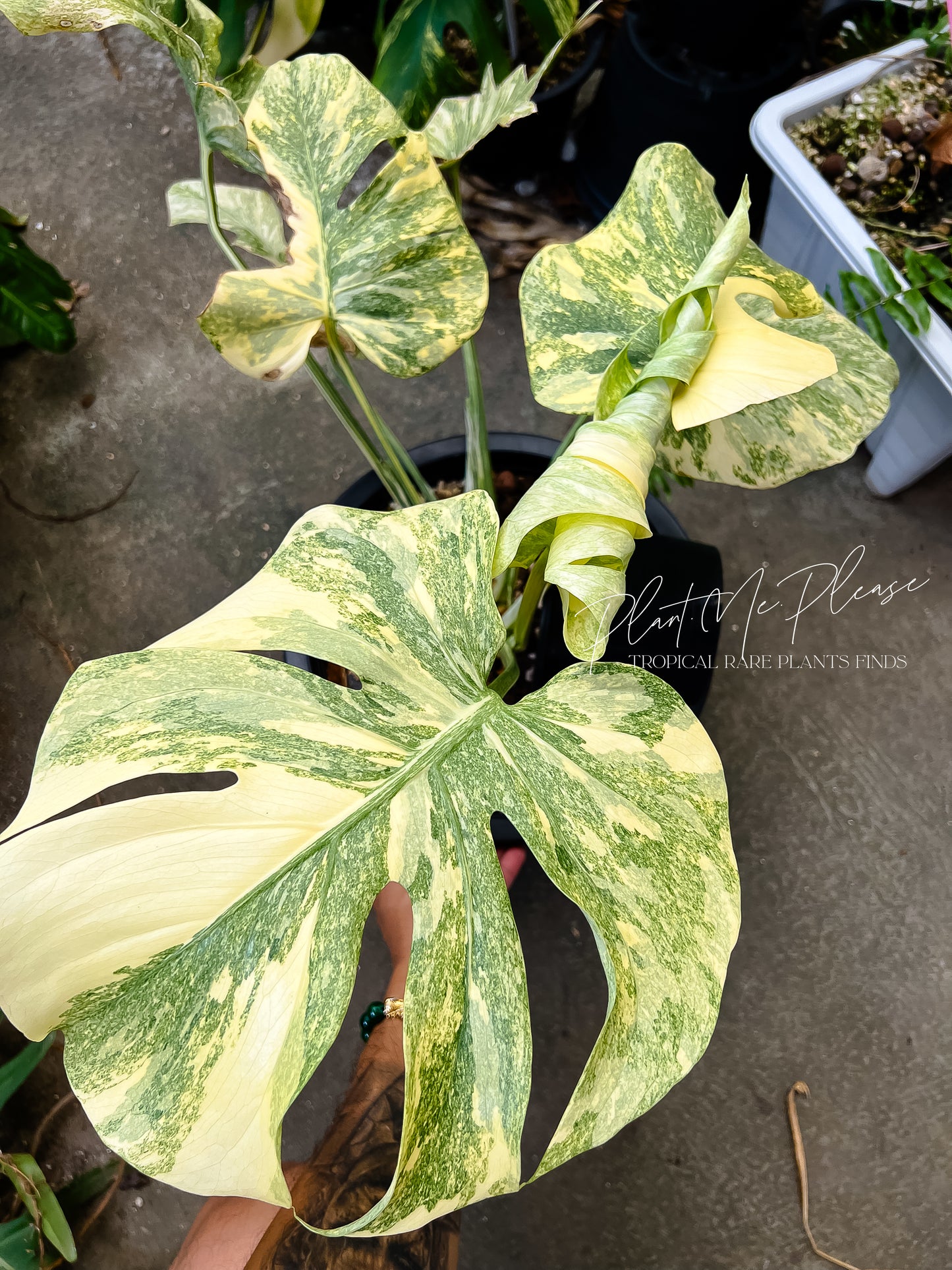 Monstera Deliciosa Legacy