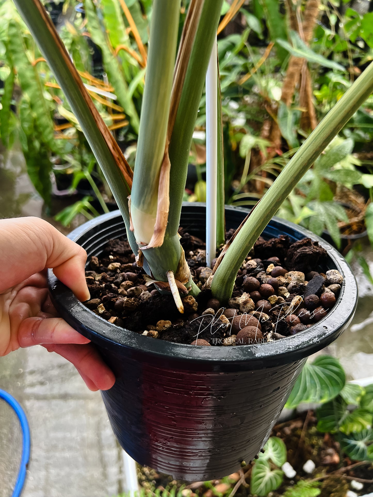 Monstera Deliciosa Aurea Variegated (Borsigiana)