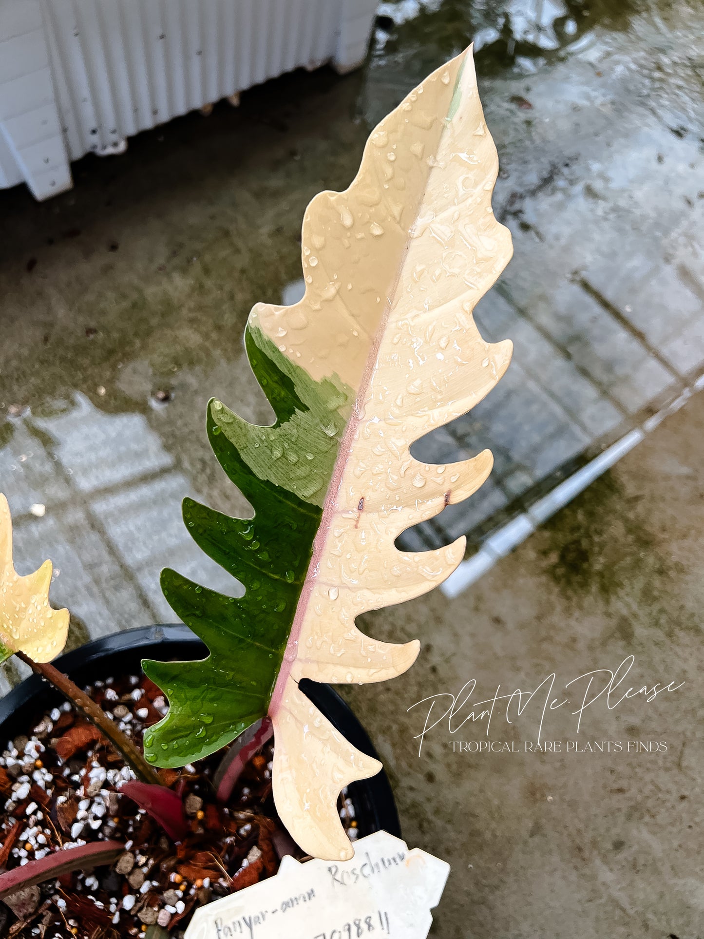 Philodendron Caramel Marble Variegated