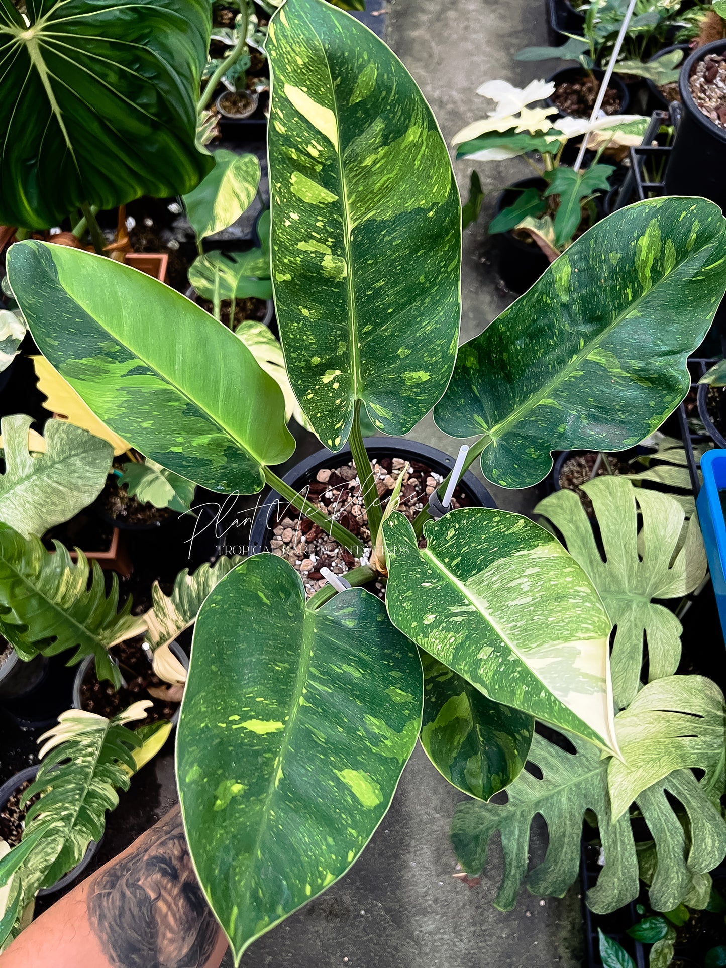 Philodendron Green Congo Marble Variegated