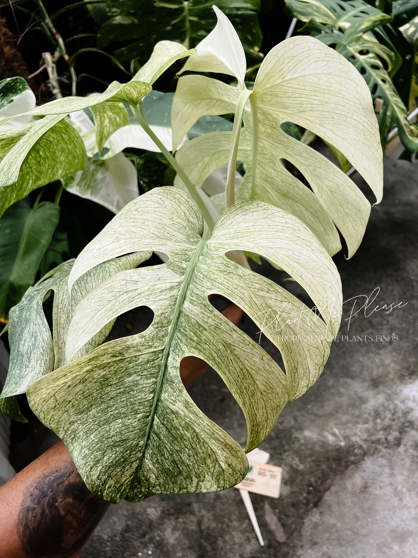 Monstera Deliciosa x Borsigiana Full Mint Variegated